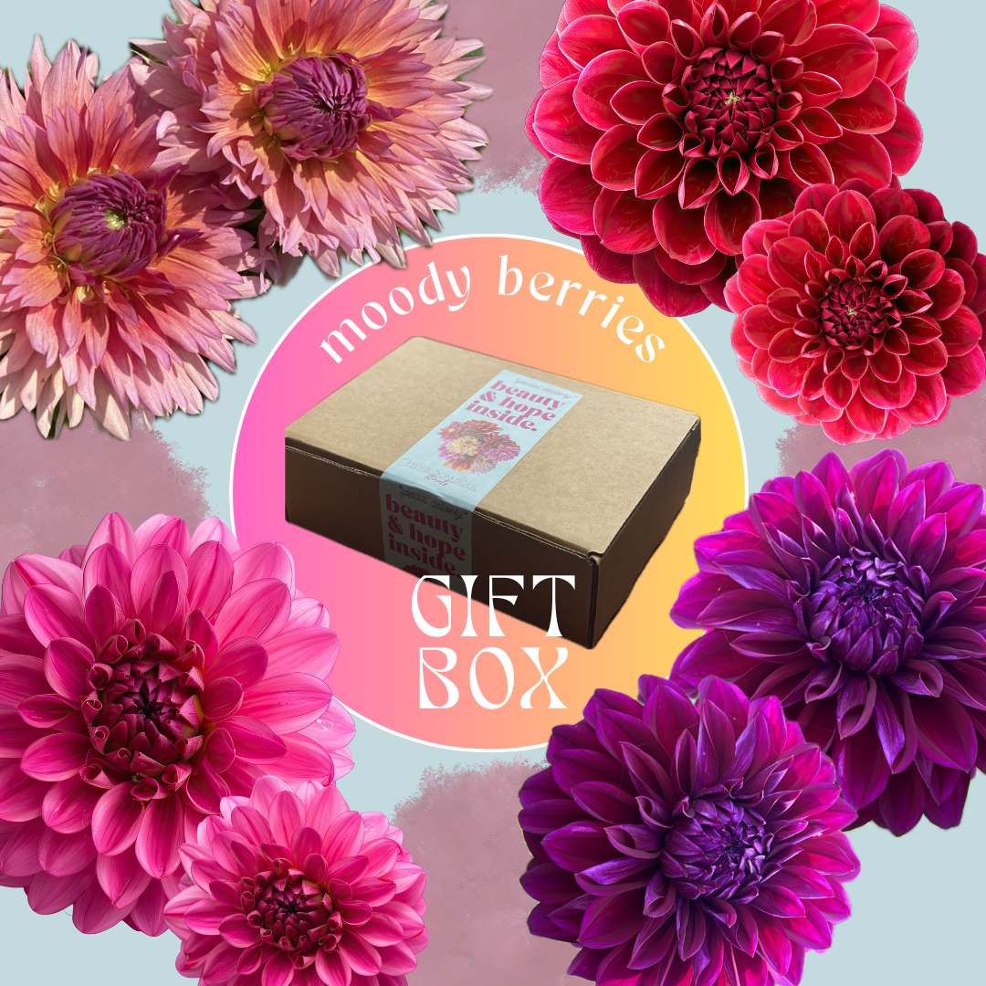 Dahlia Tuber Gift Box - Moody Berries