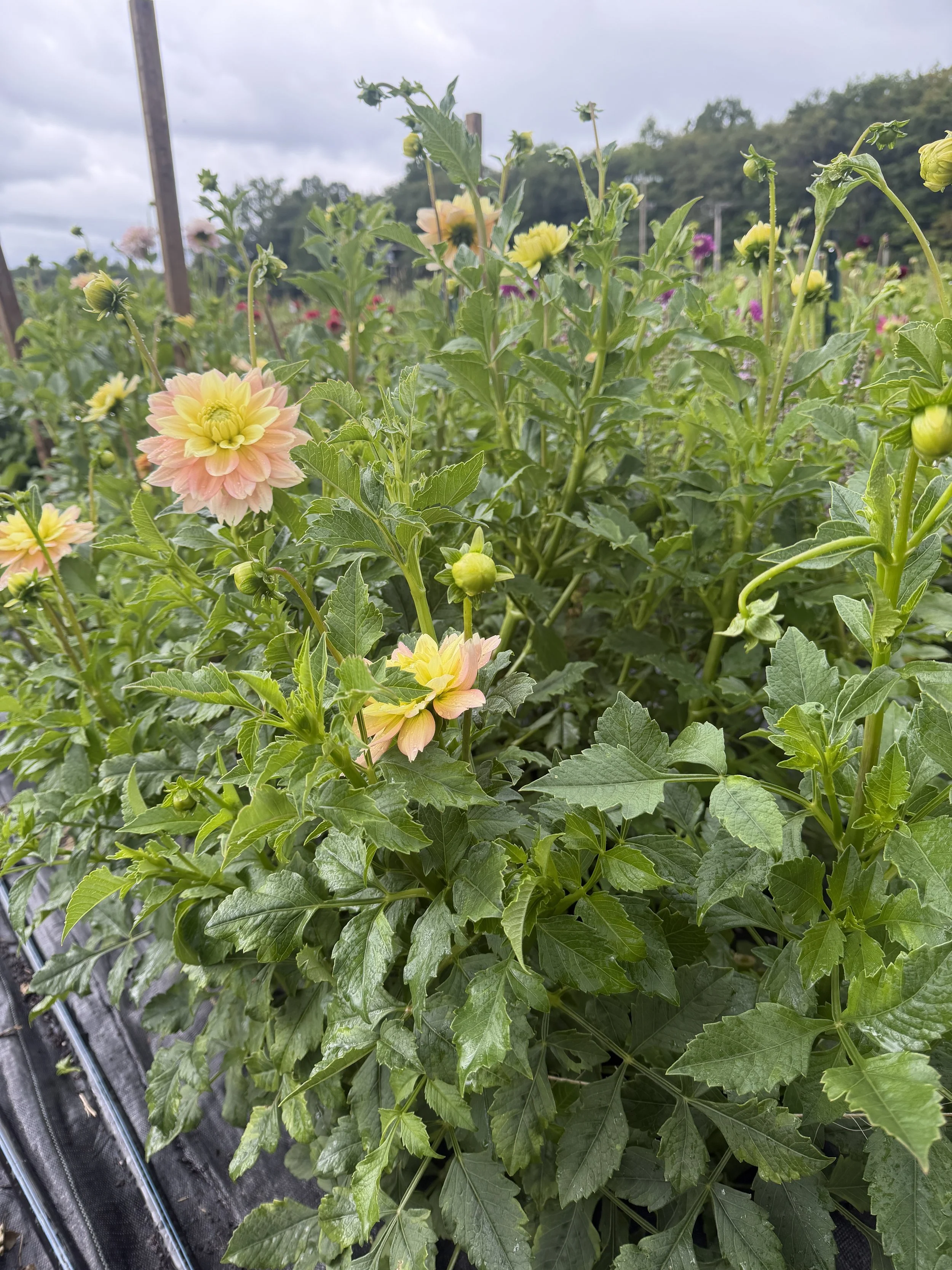 verkist Dahlia 3.JPG