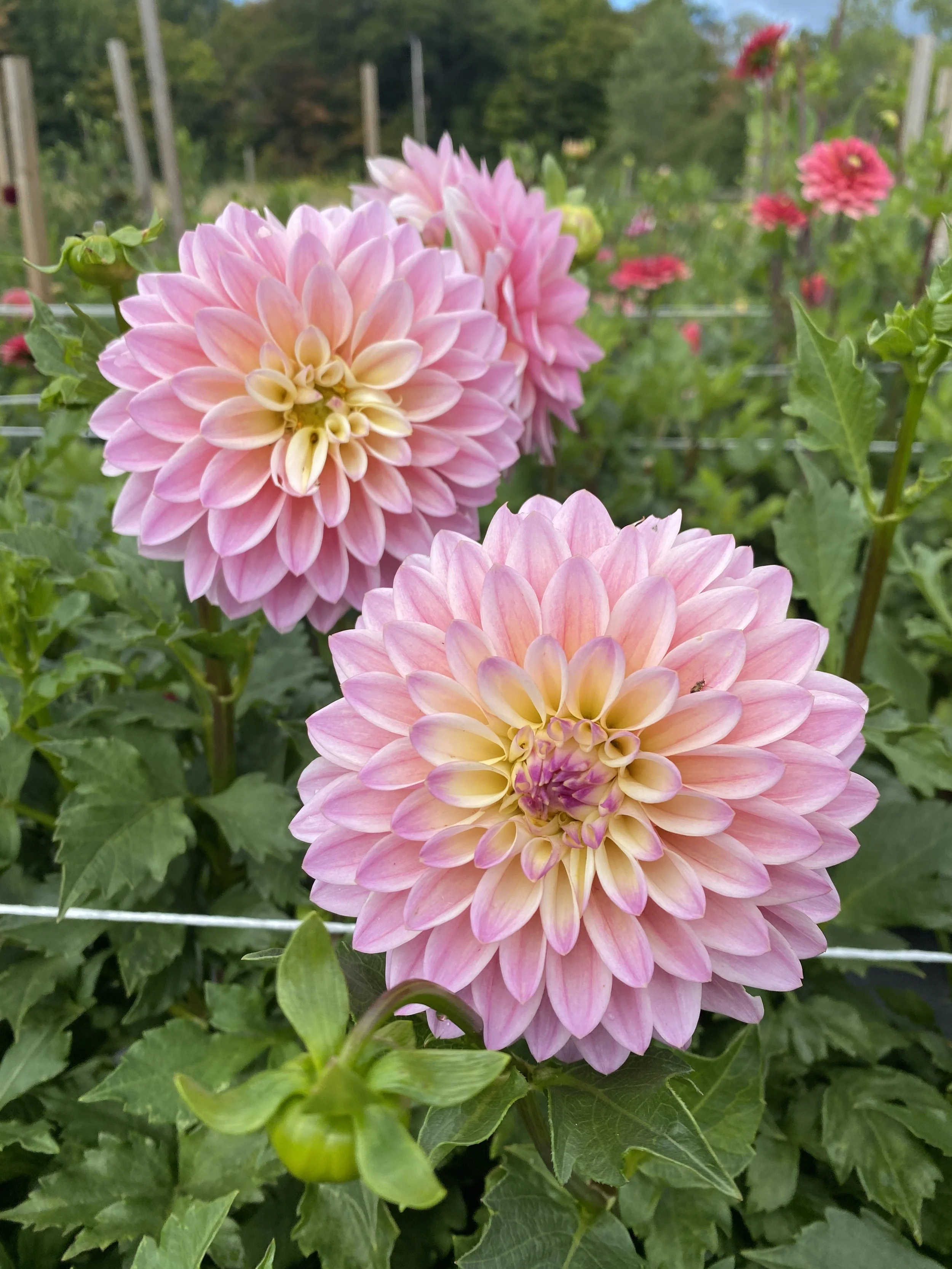 castle drive dahlias up close 2025.JPEG