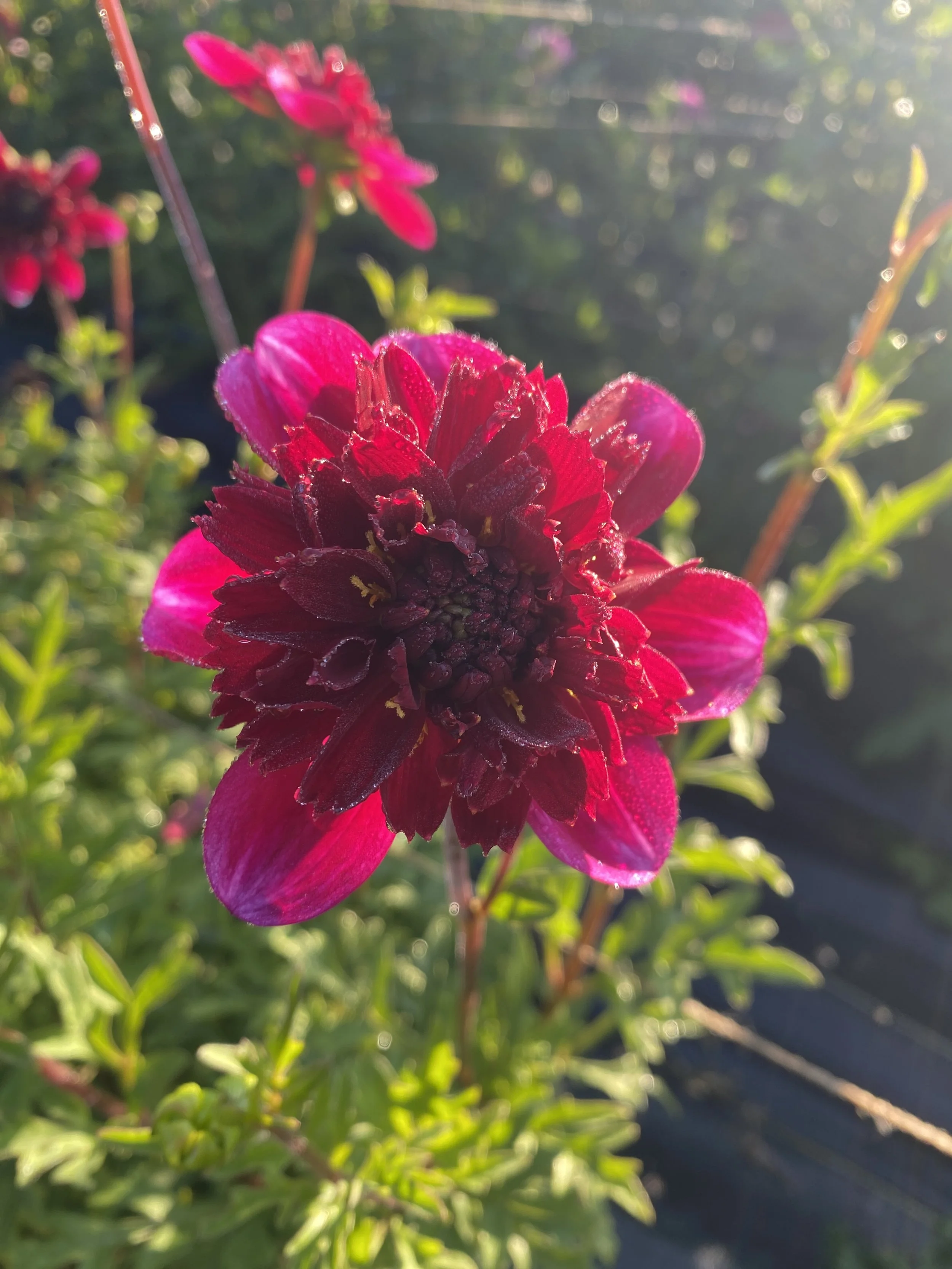 rockstar Dahlia 2025.JPEG