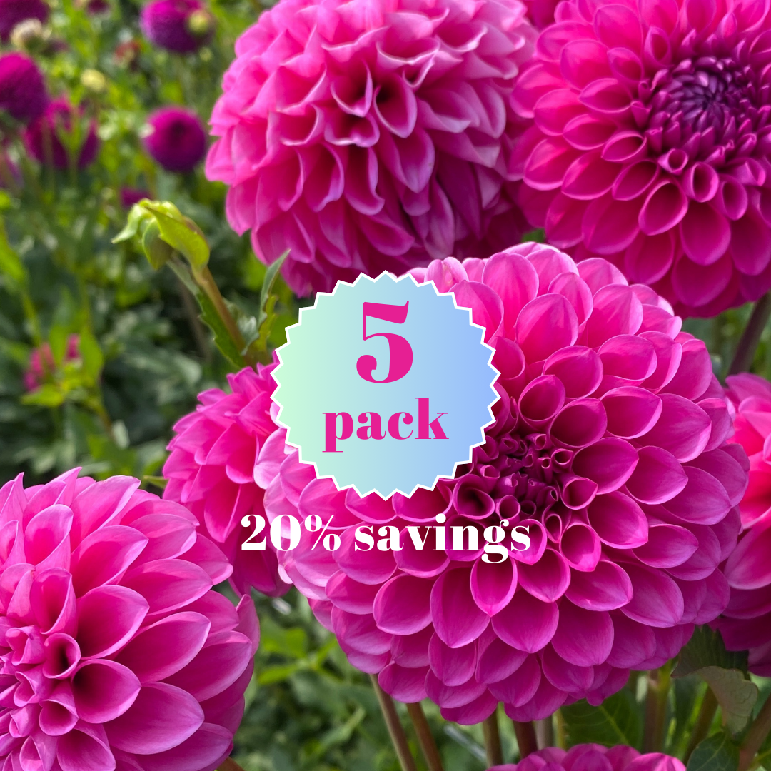 Chimacum Katie 5 pack dahlia tuber_20260119_113700_0002.png