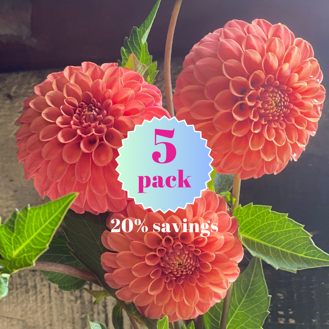Rose Toscano - 5 Pack