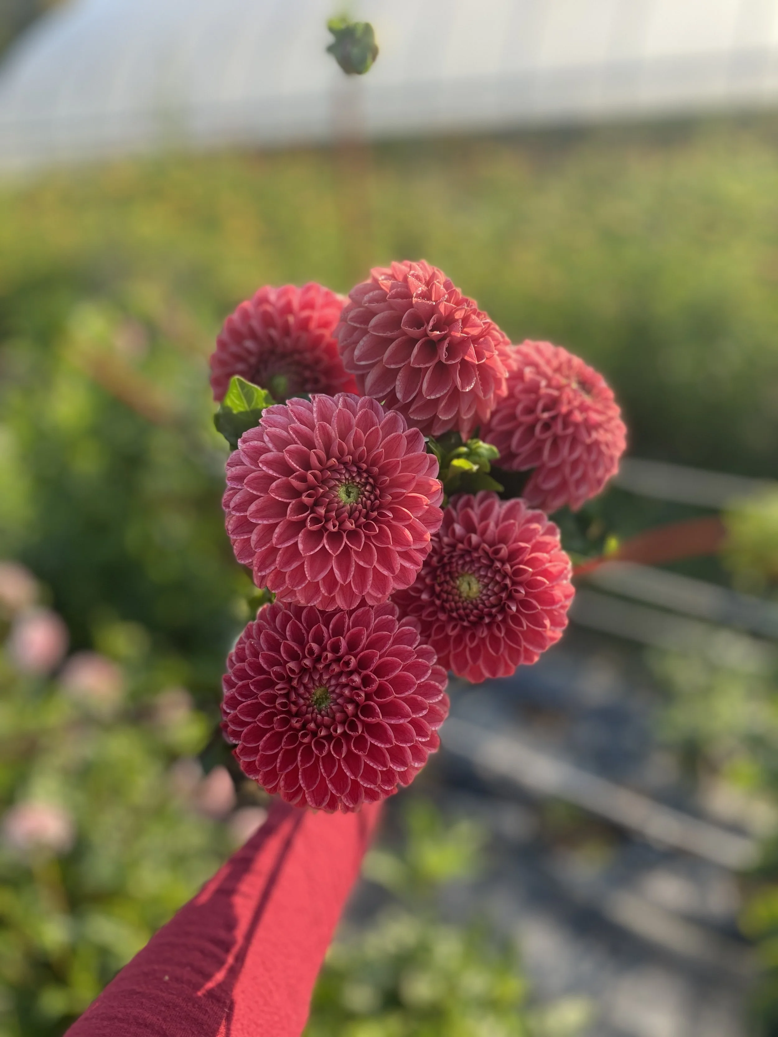 Jomanda Dahlia 2024.JPEG