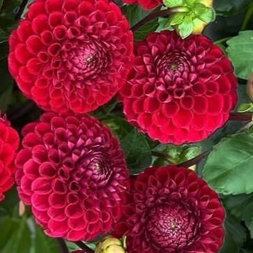 Cornel Red Tuber