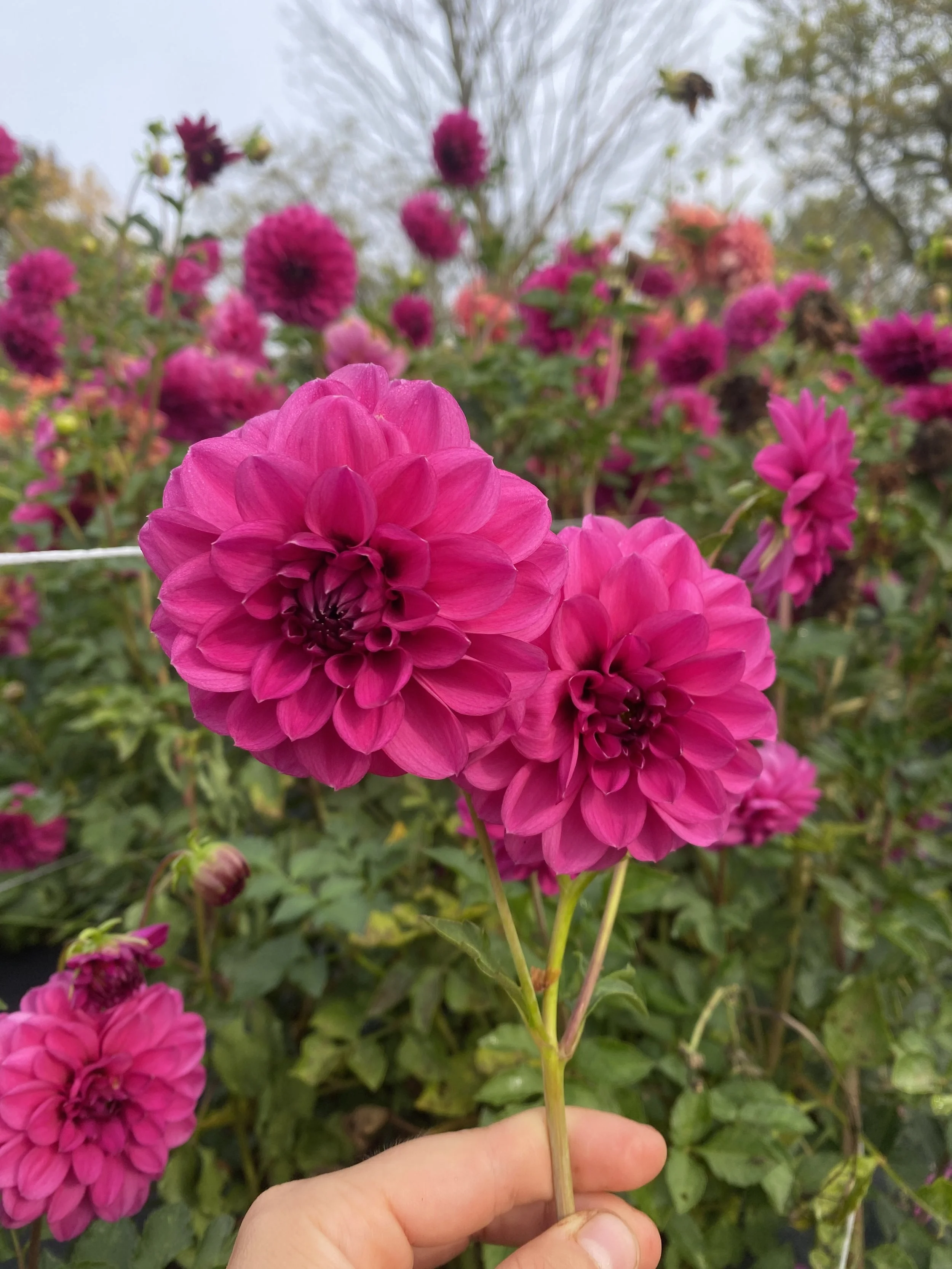 Tony's mania dahlias 2025.JPEG