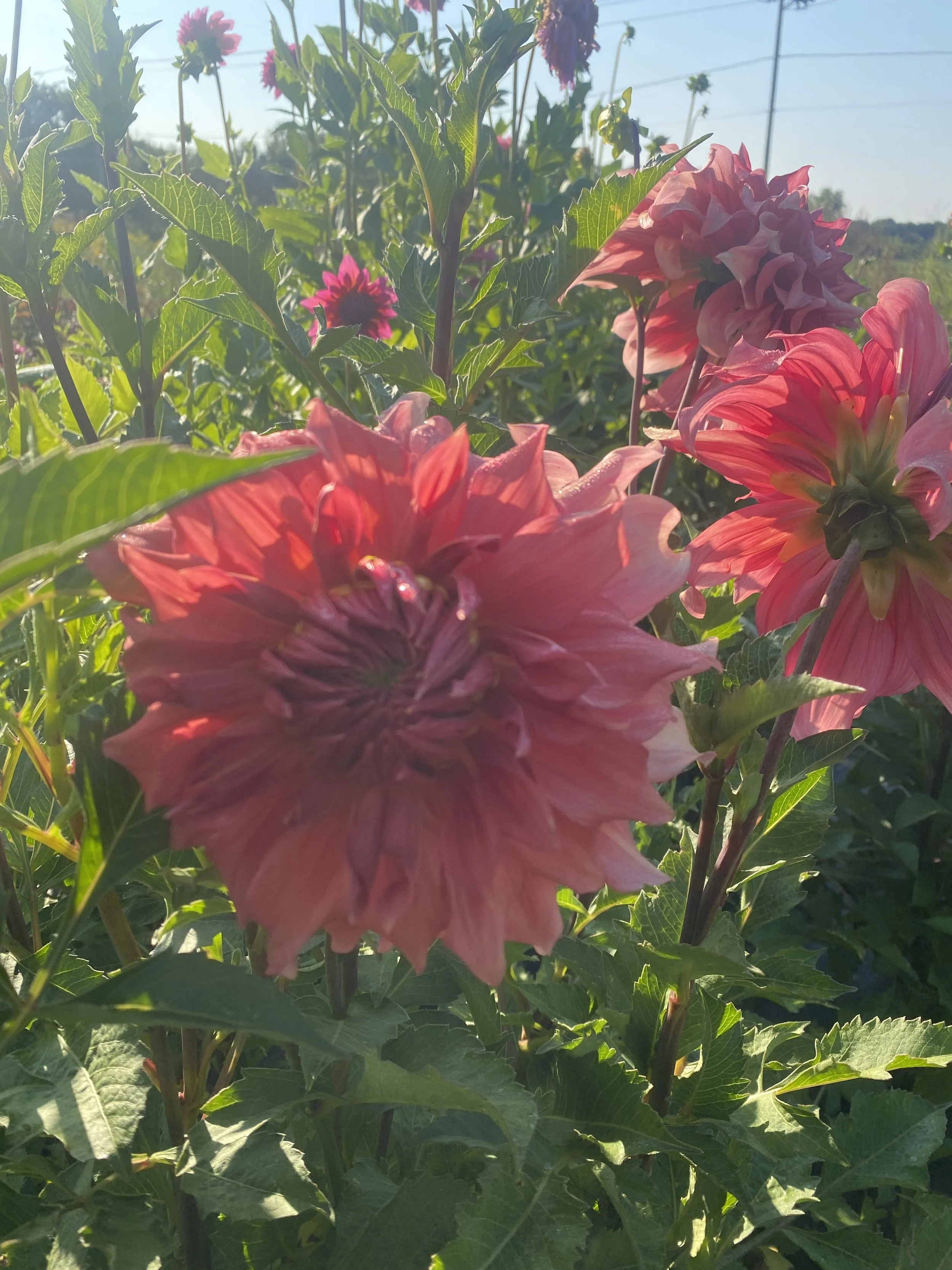 Sierra Glow dahlia2.JPEG