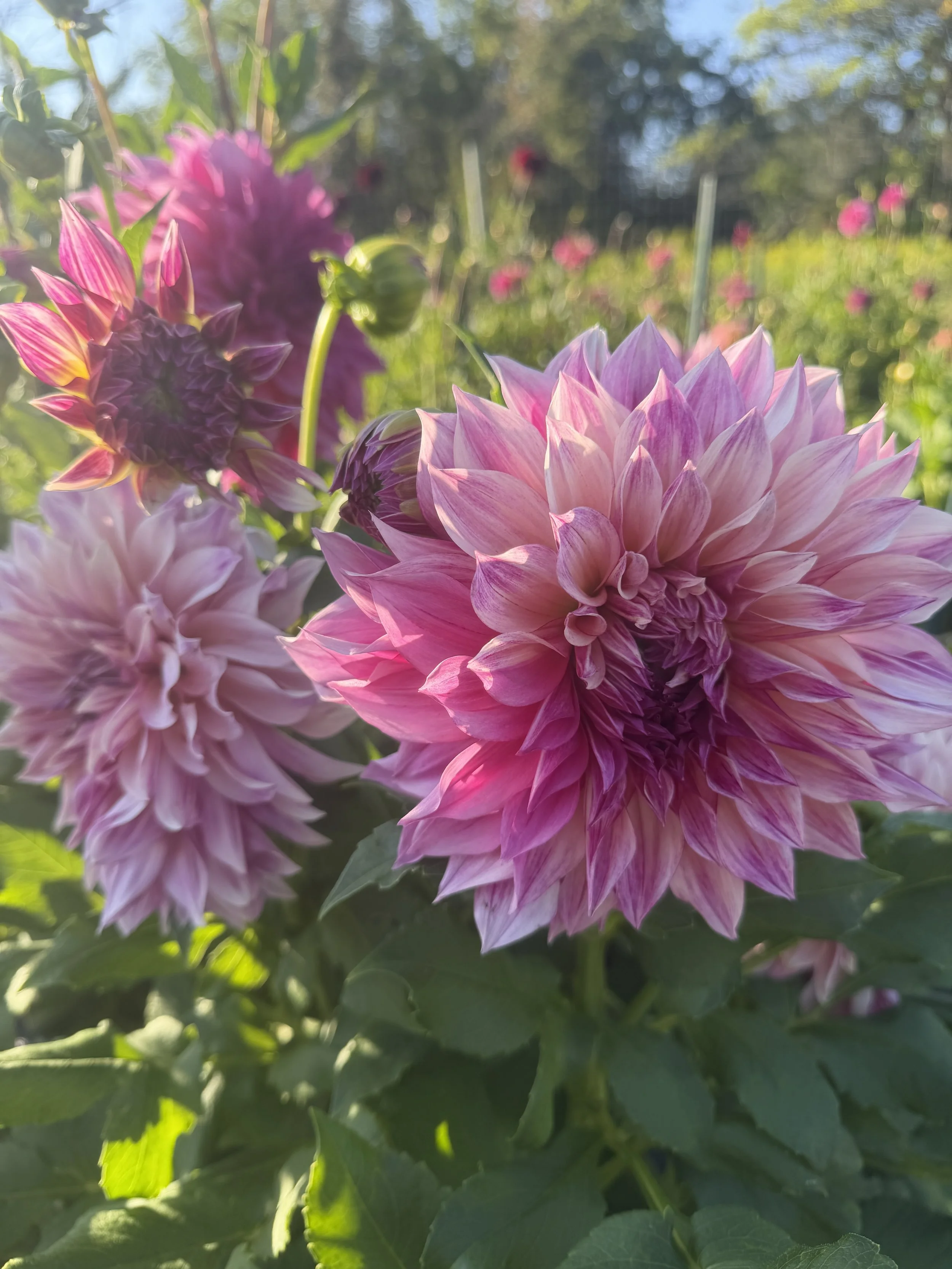 cafe Royal dahlia.JPEG