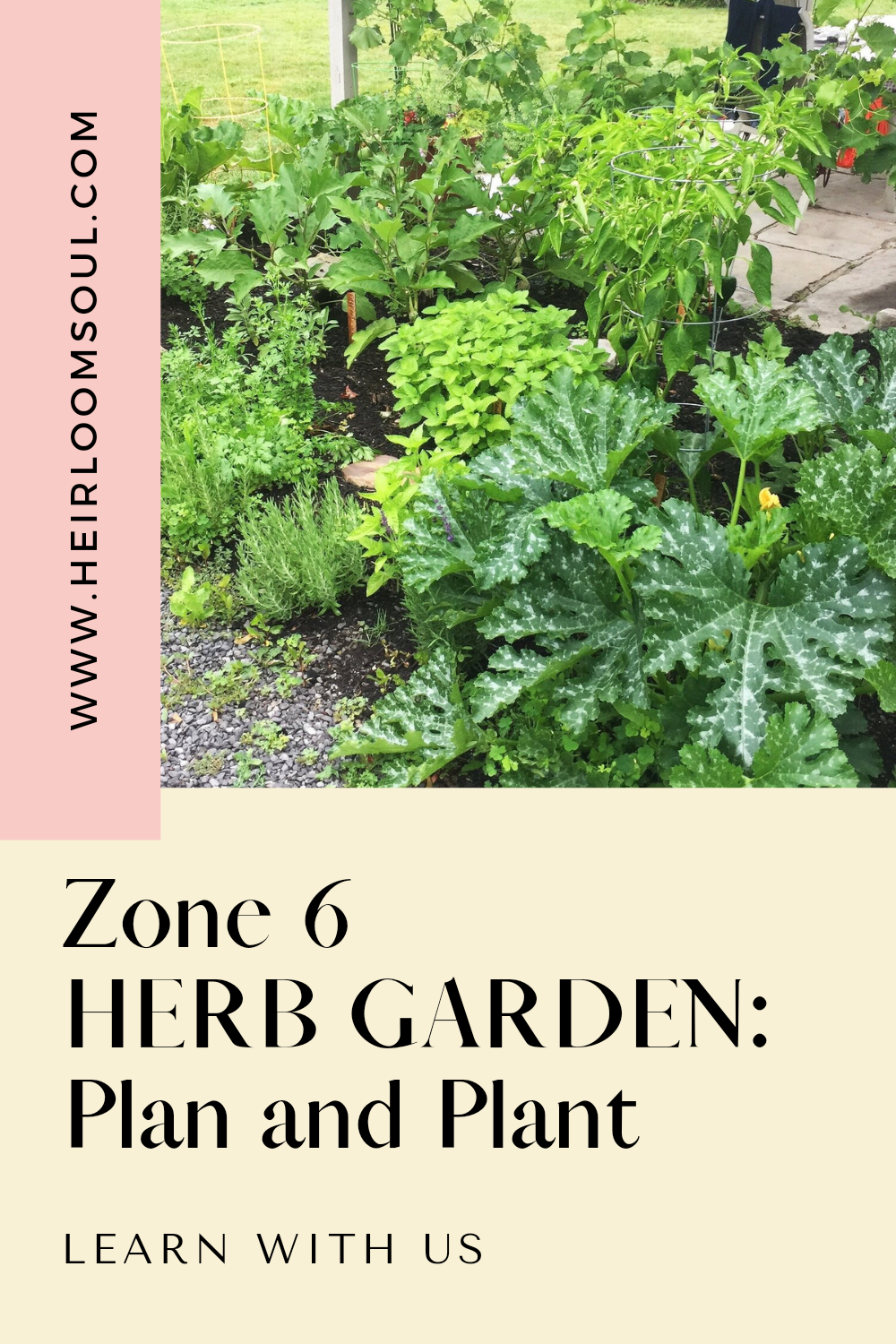 Perennial Herbs for Zone 6: Grow Year-Round with These Hardy Plants