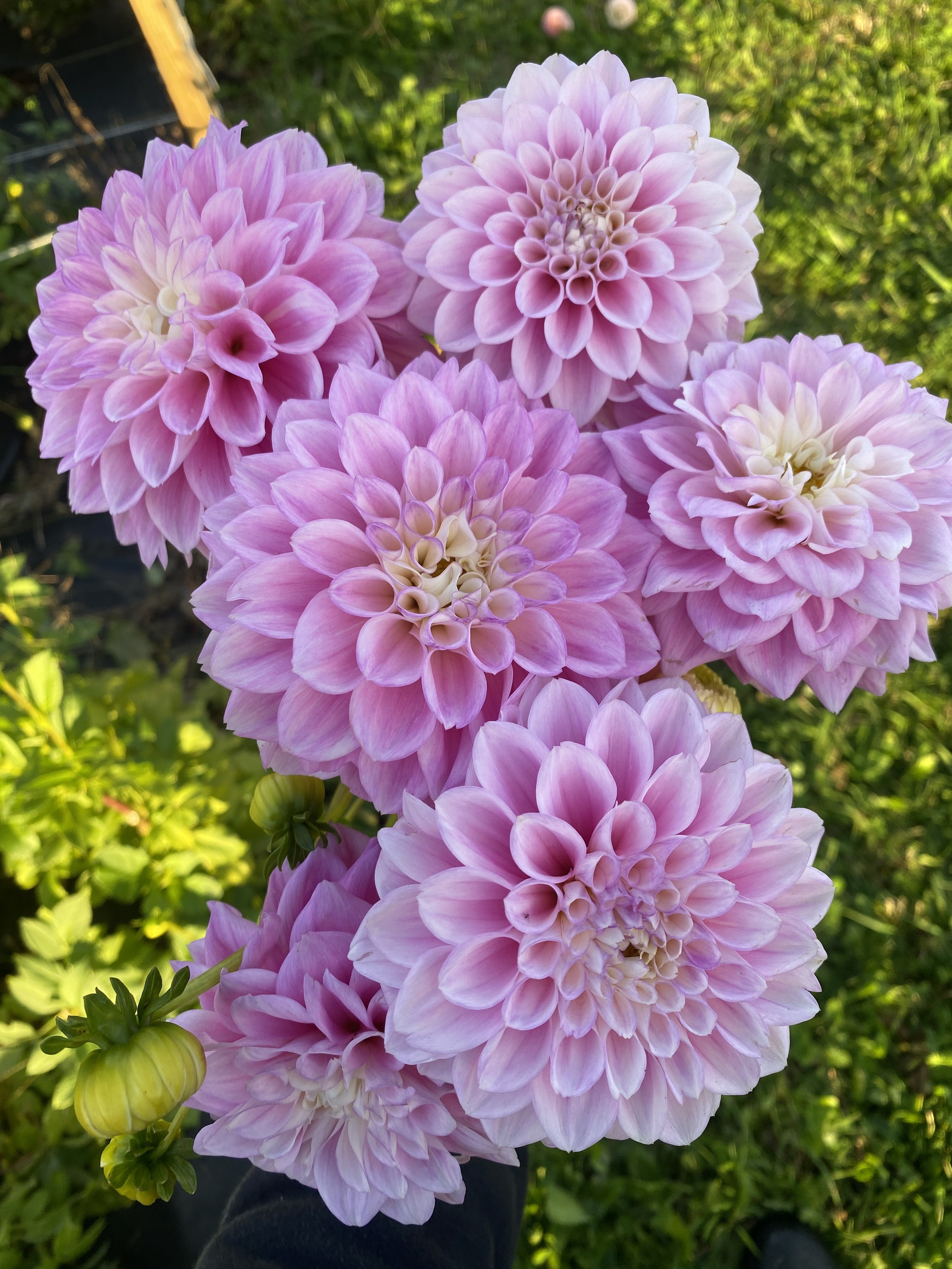 Sweet Love dahlias.JPEG