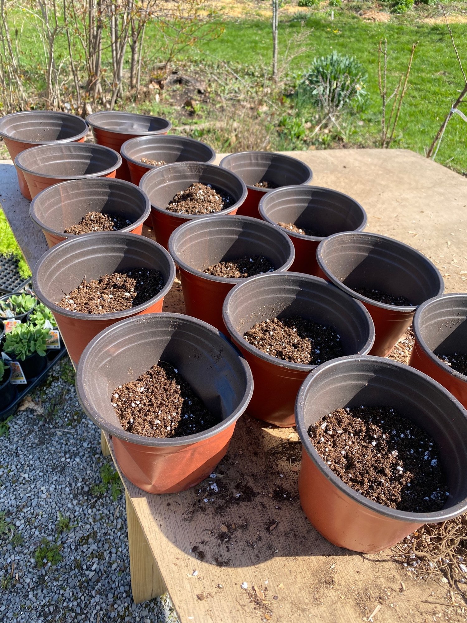 Potting Up Bare Root Perennials — Heirloom Soul Florals
