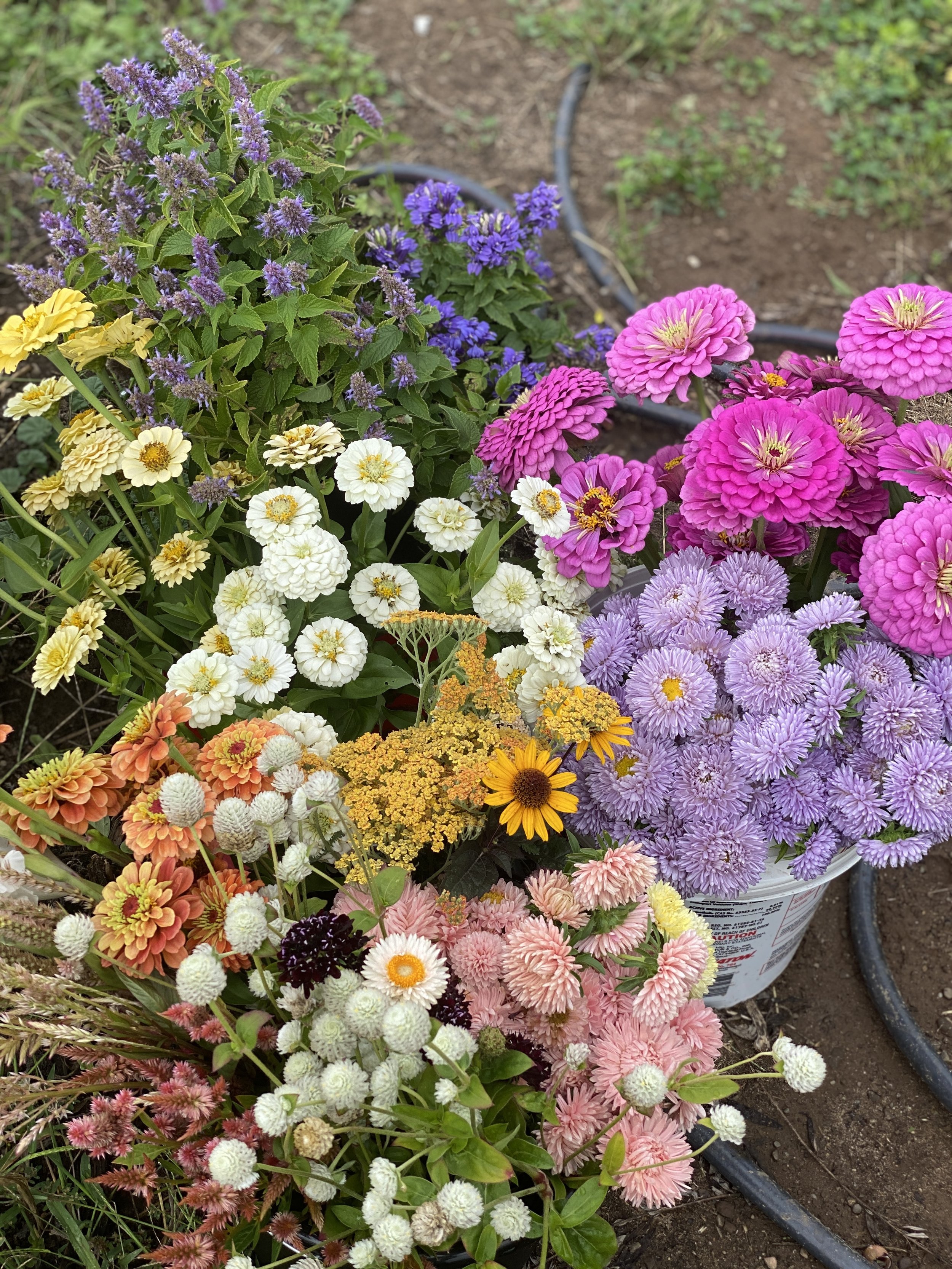 Bulk Flowers 2022 for florists.JPEG