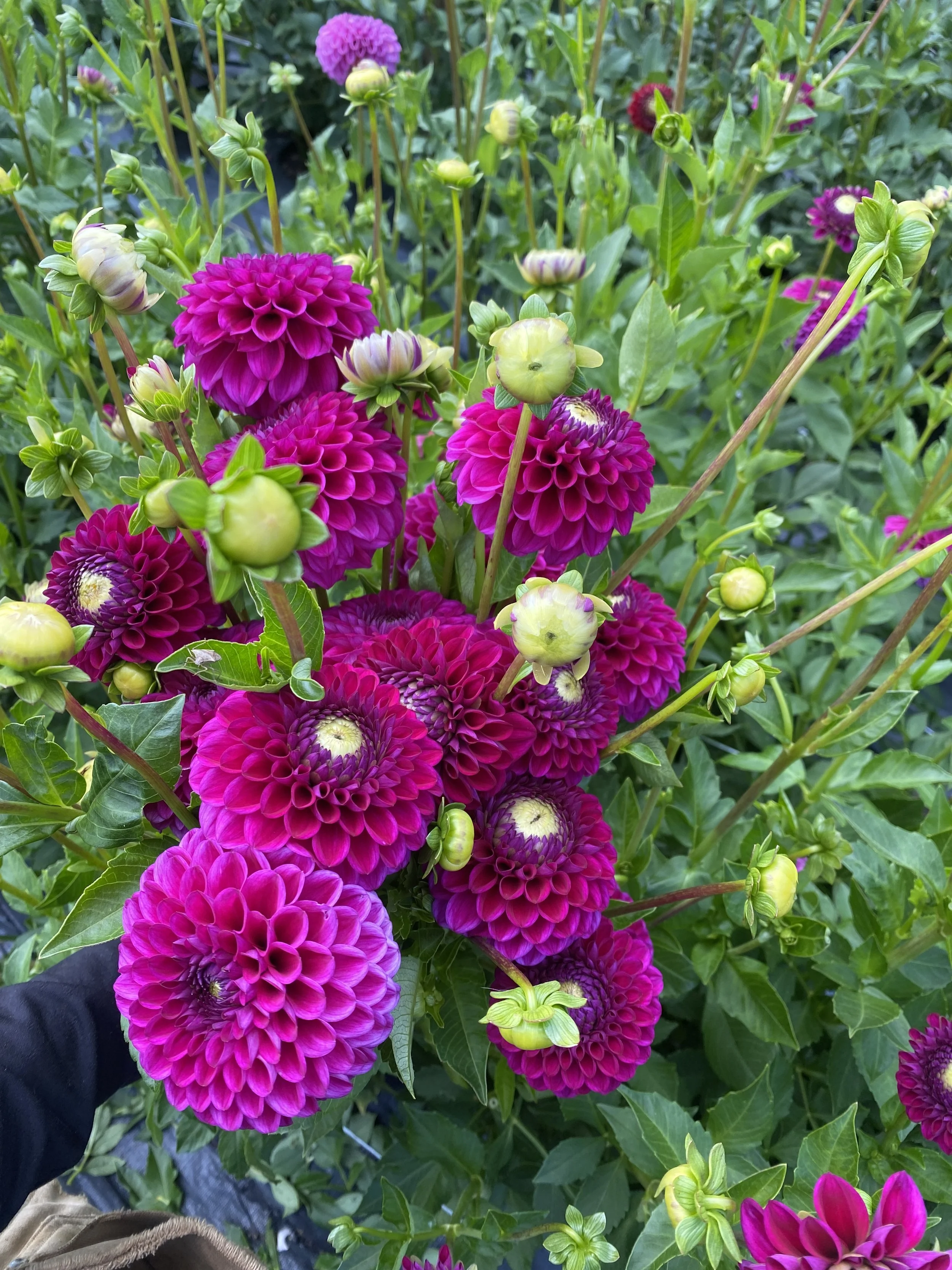 cryfield Harmony dahlias handful 2025.JPEG