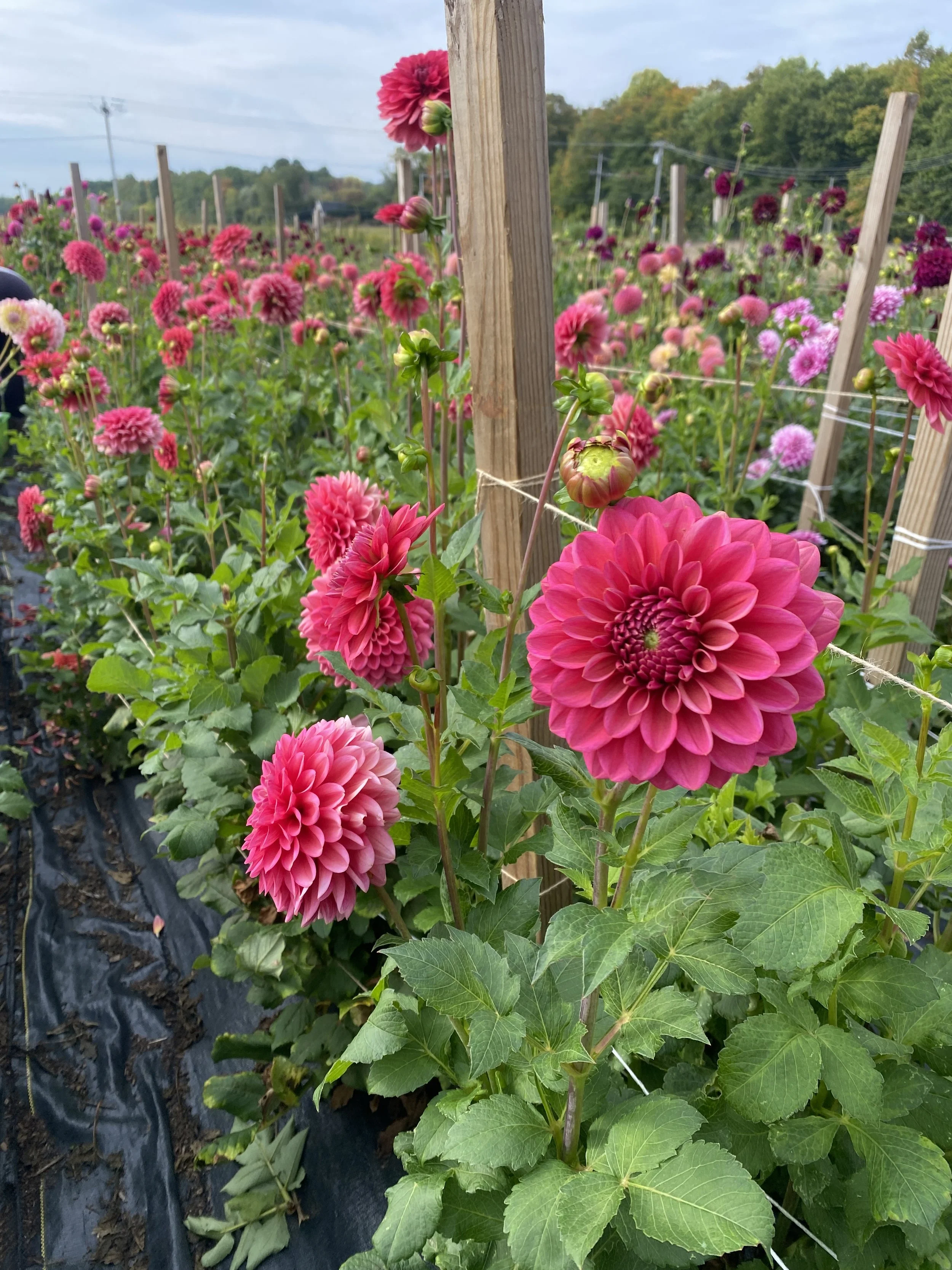 Salmon Runner plants Dahlia 2025.JPEG