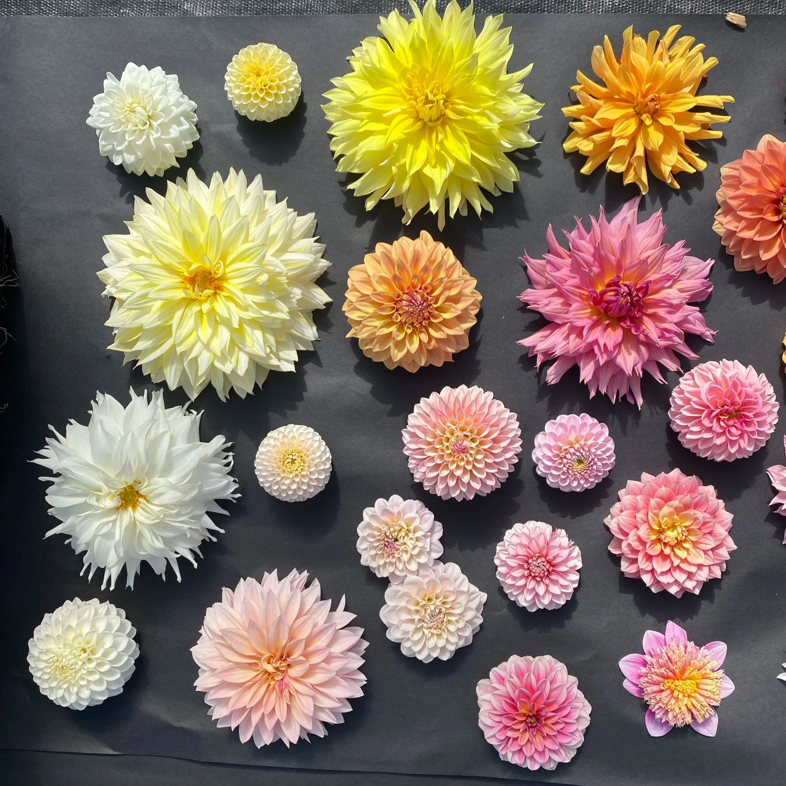 Best Pastel Dahlia Varieties - Blush Dahlias - Comparing Dahlia colors and sizes - Photographing dahlias - Dahlia flat lay - Comparing dahlias on our flower farm - Growing Dahlias for Profit
