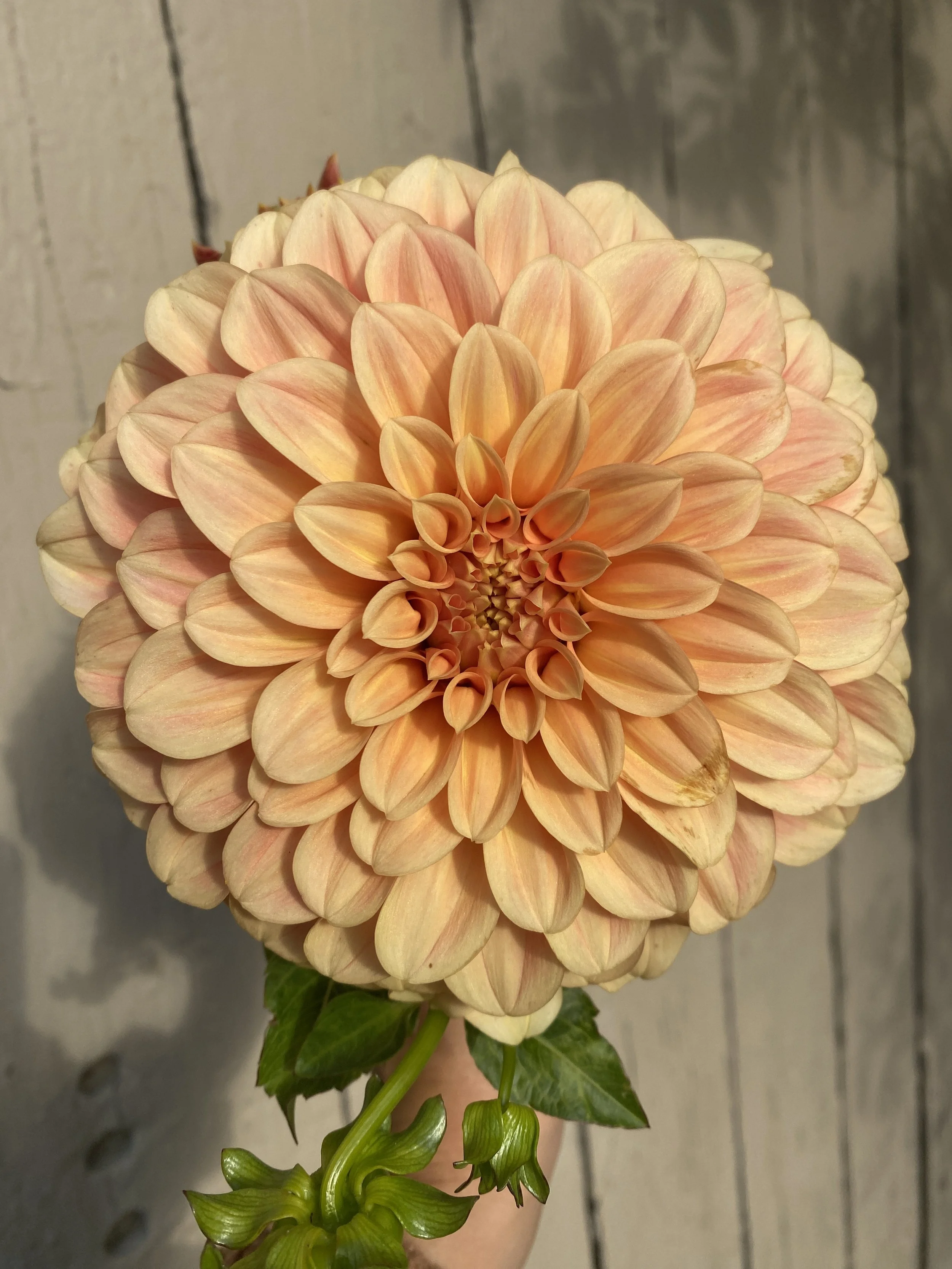 bracken Palomino Dahlia 2025.JPEG-1.JPEG