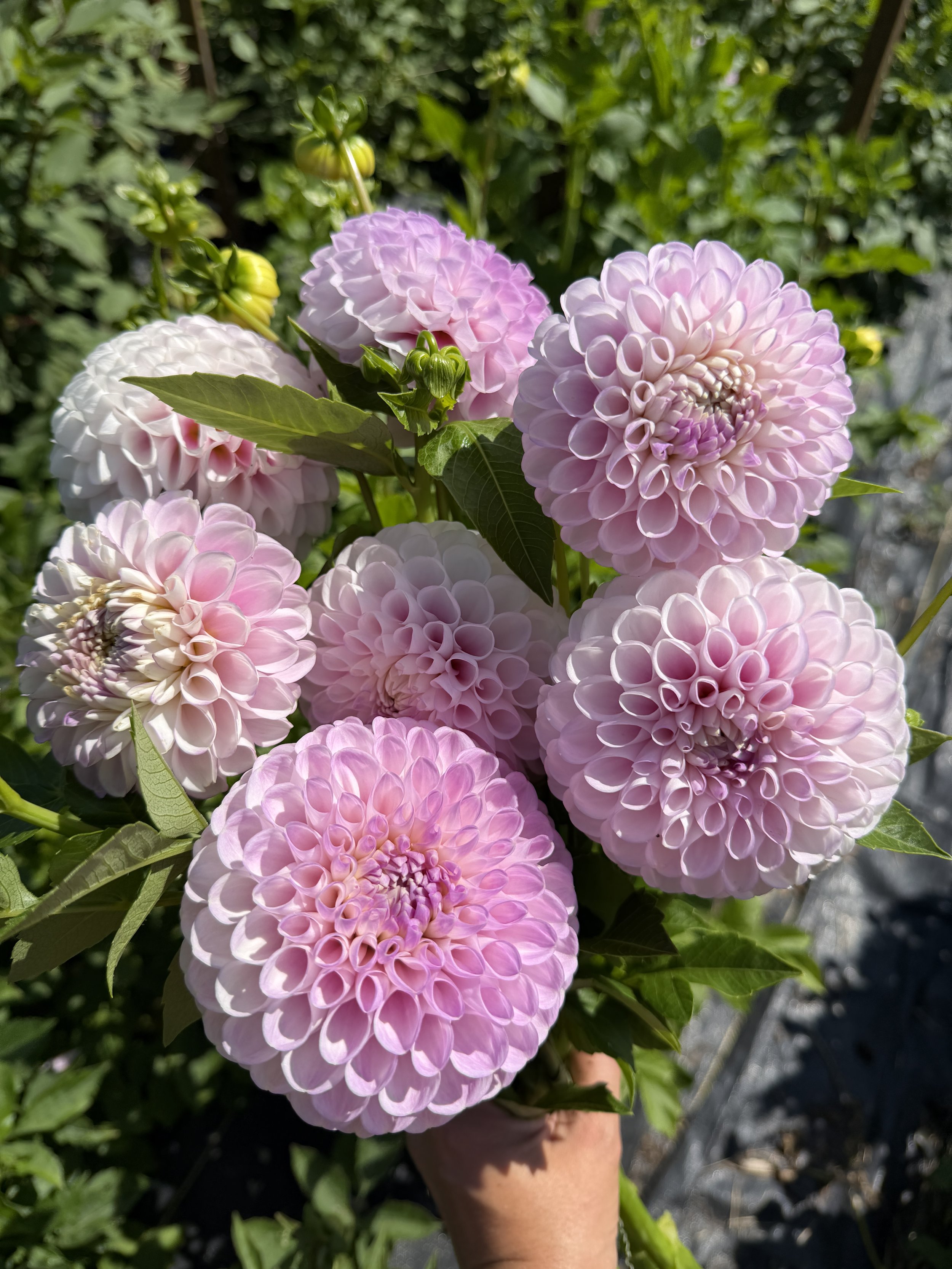 snoho Sonia dahlia.JPEG