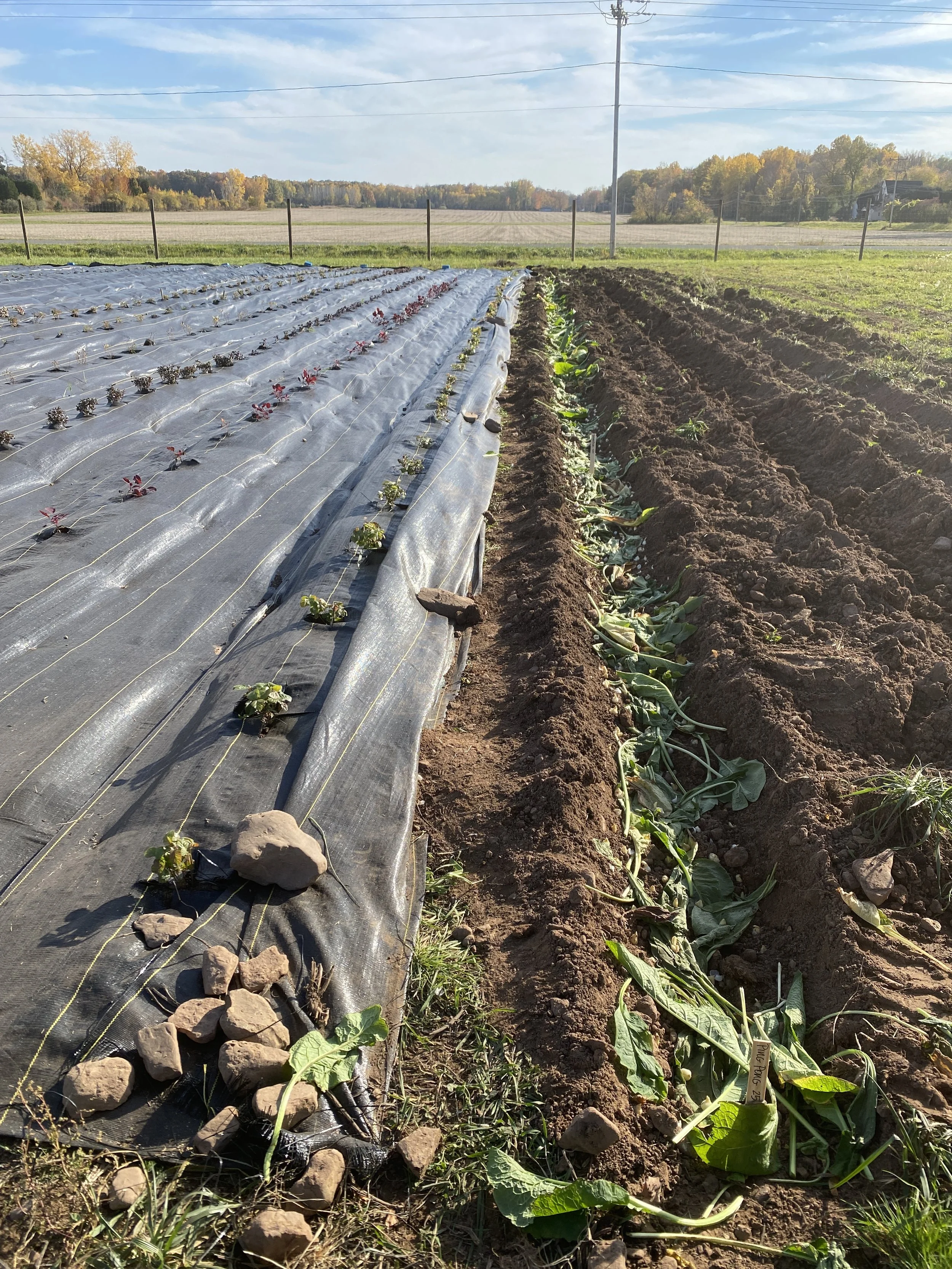 Using comfrey as a natural fertilizer on a flower farm, How to use comfrey as fertilizer, using comfrey as mulch, where to buy comfrey plants