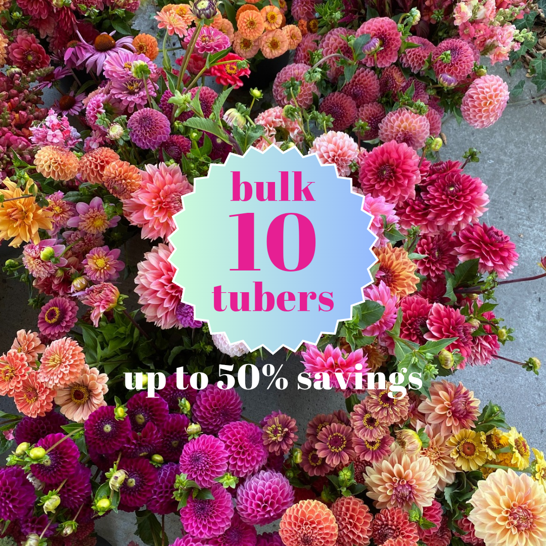 Bulk Dahlia Tubers (Bag of 10)