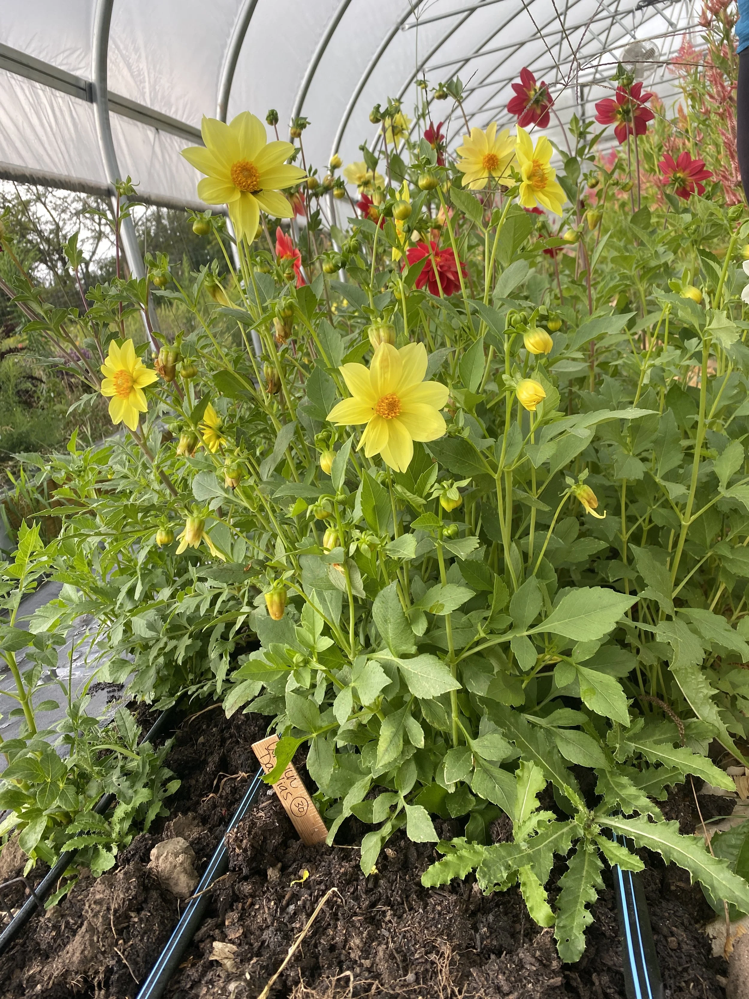 heirloom patio dahlias in tunnel-1.JPEG