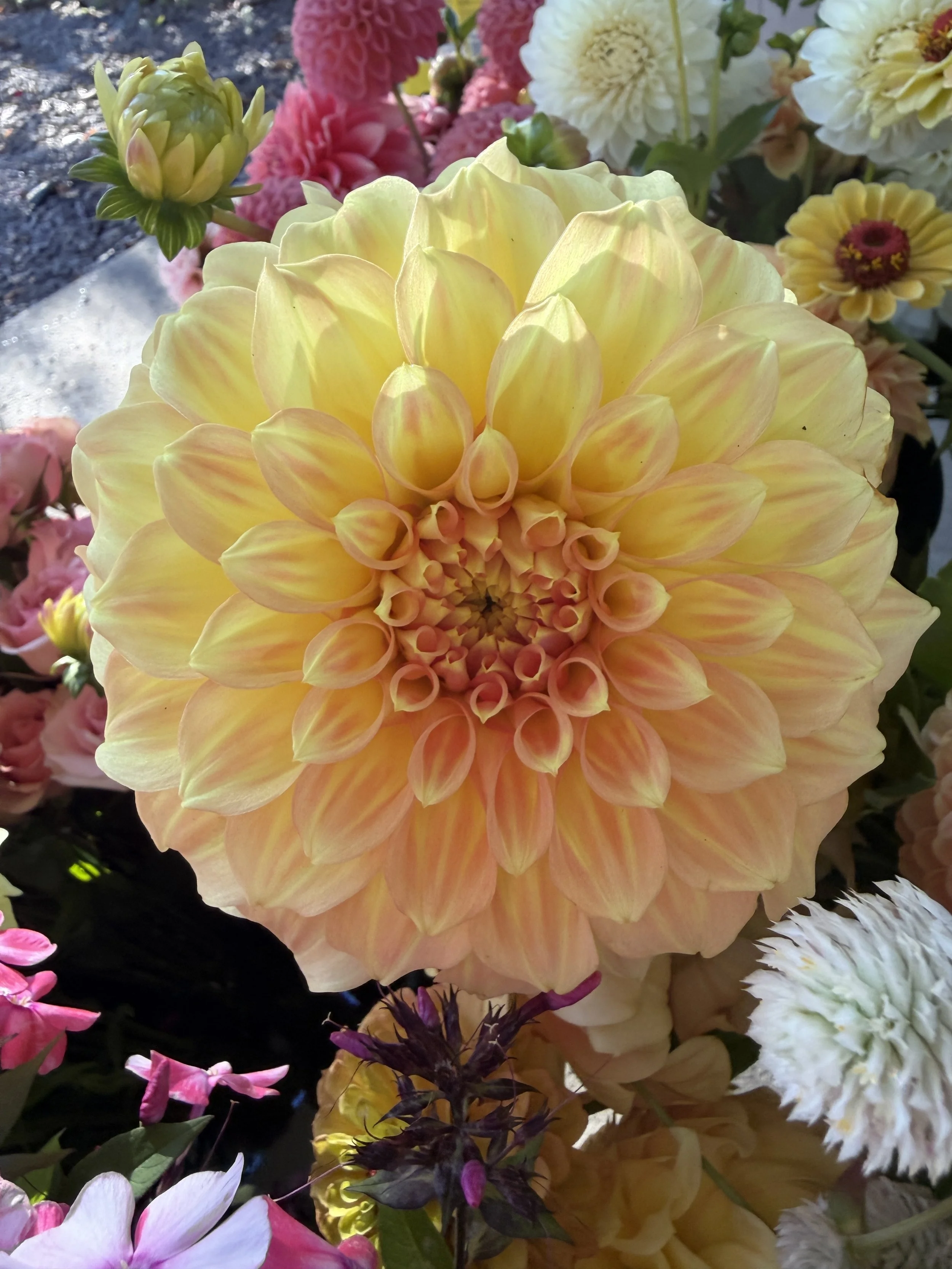 bracken Sarah Dahlia 2.JPEG