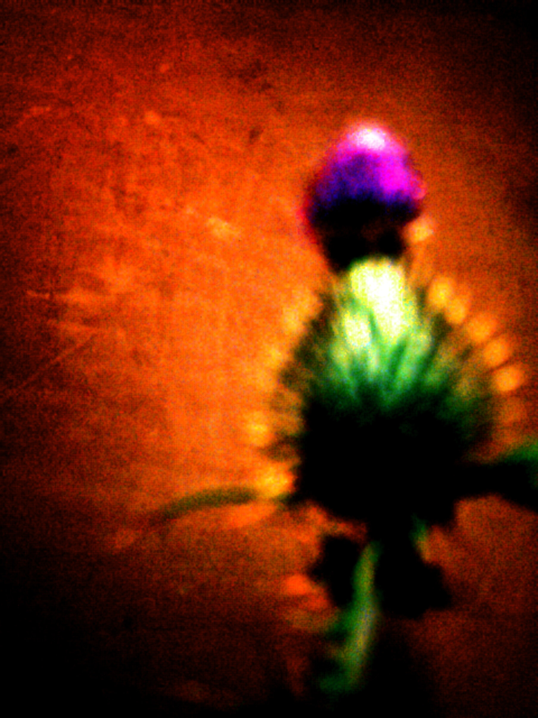 Thistle, CD Cover image, Traditional Music and Song Association