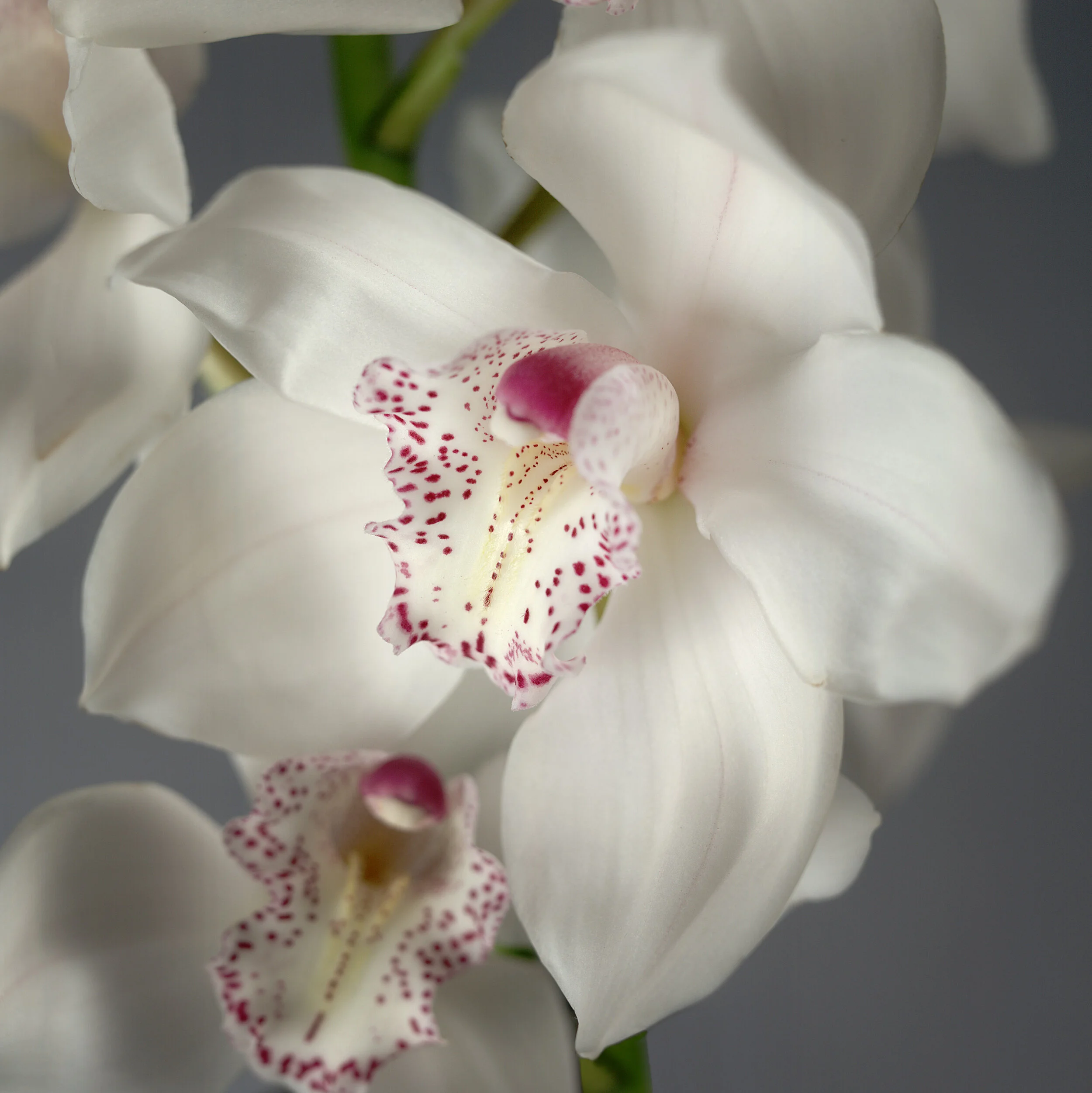 Orchid