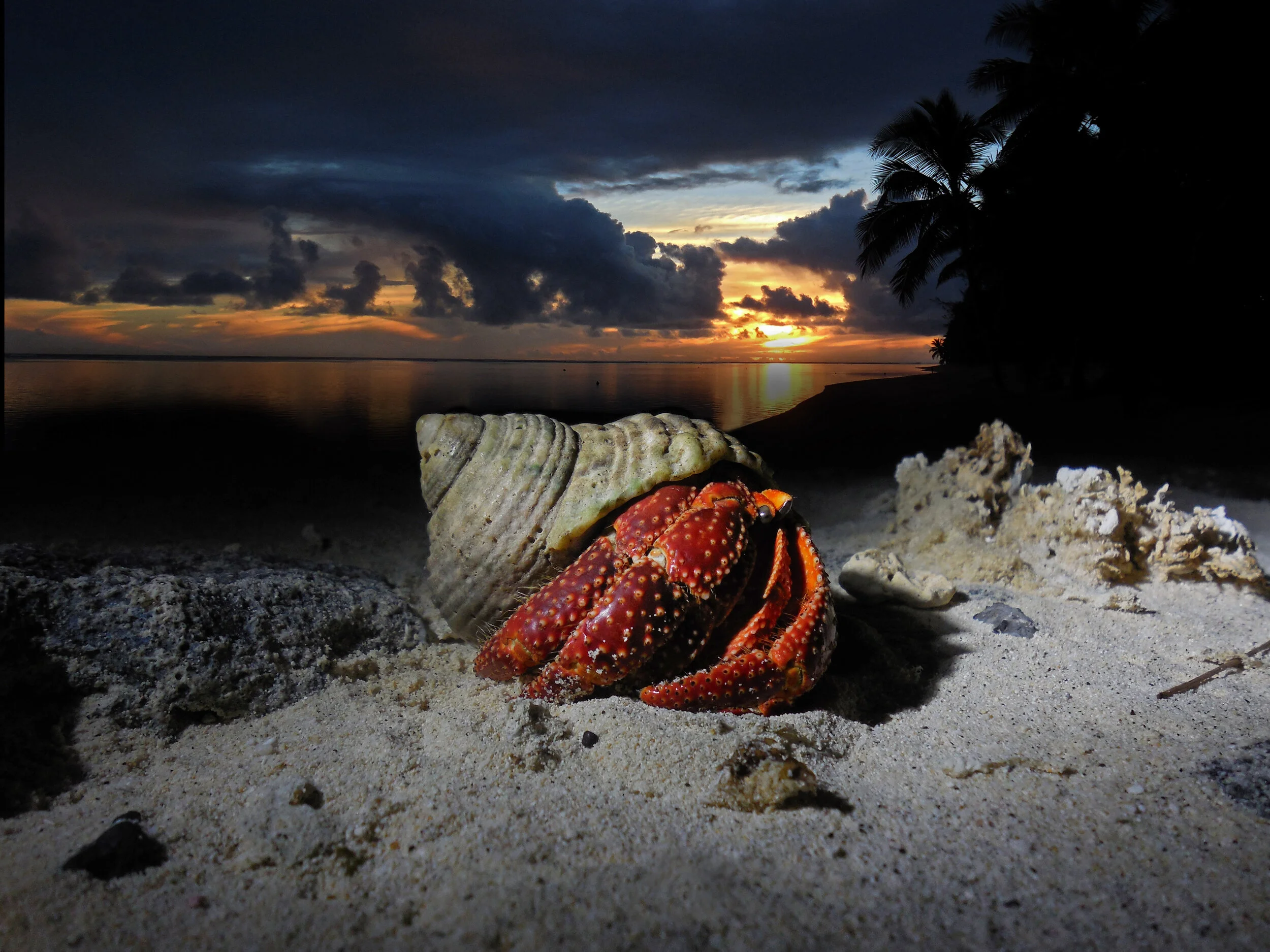 Hermit crab, Raratonga, Cook Islands