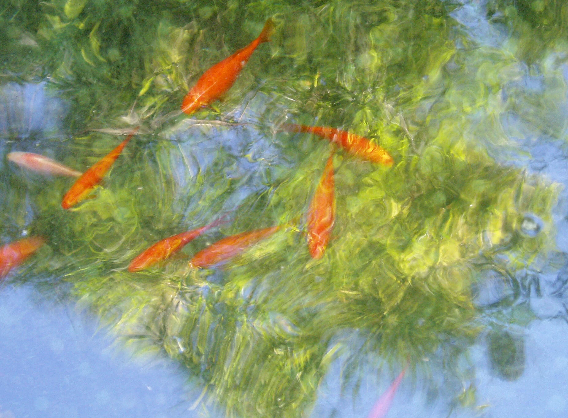 Koi, Blue garden, Marrakesh, Morocco