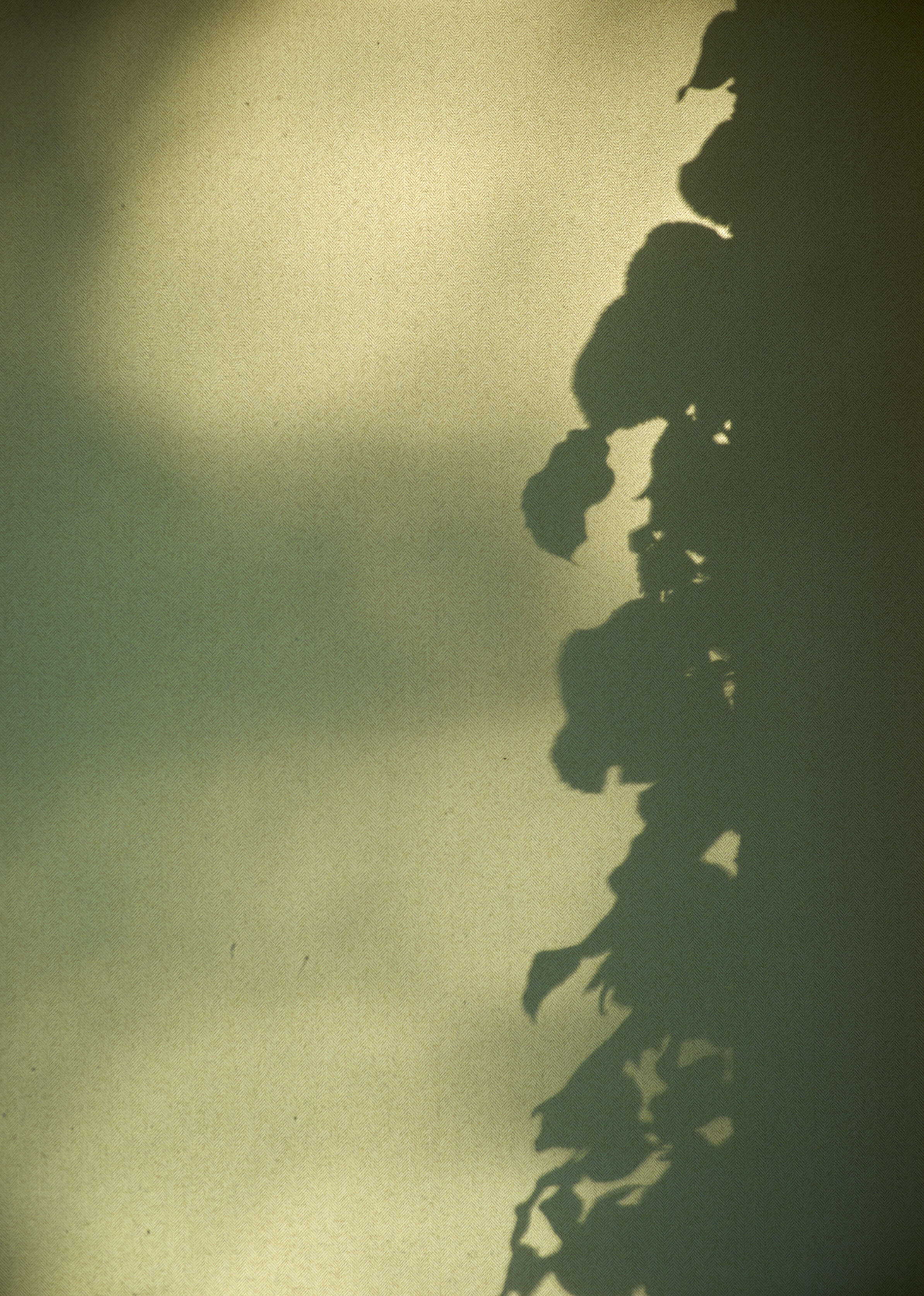 Green Blind Hydrangea Shadow