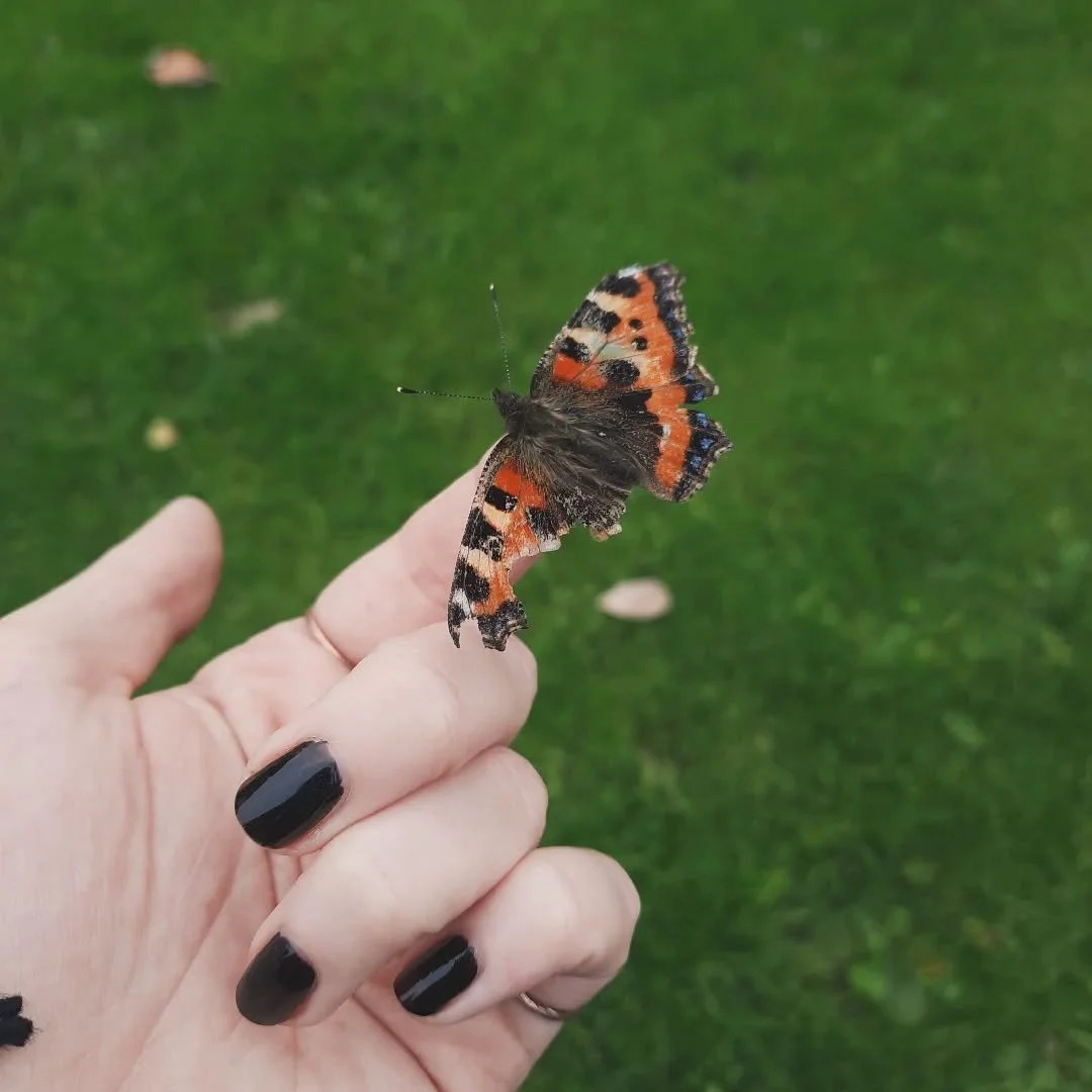 :( it probably won't survive if it can't fly, but I moved it so hopefully it won't get stepped on at least