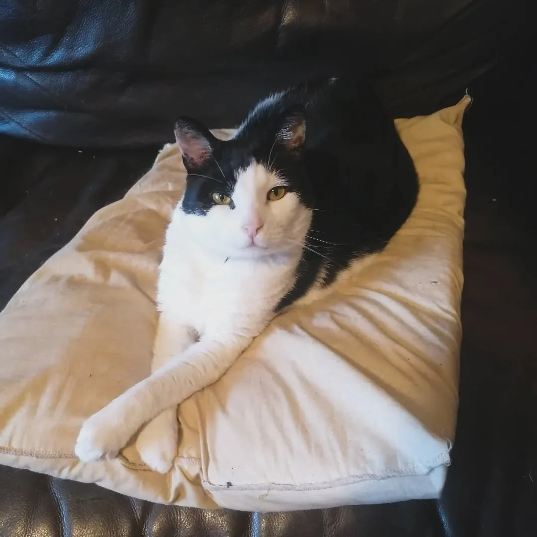 He always sits with his paws crossed it's so cute 🥰