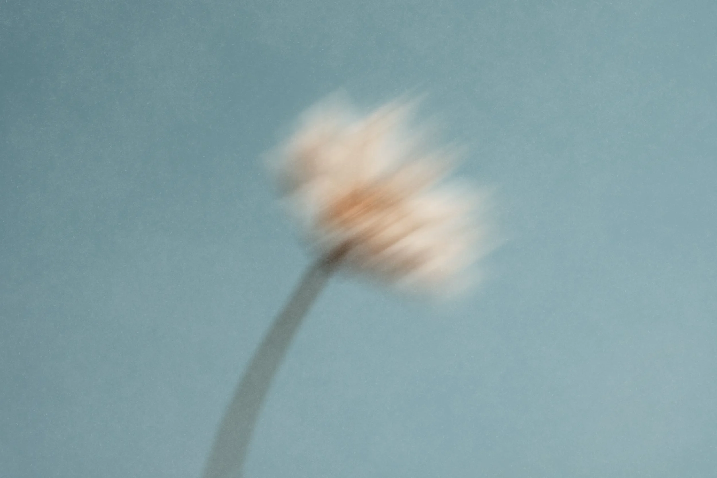 A blurred image of a flower with a long stem against a light blue background.