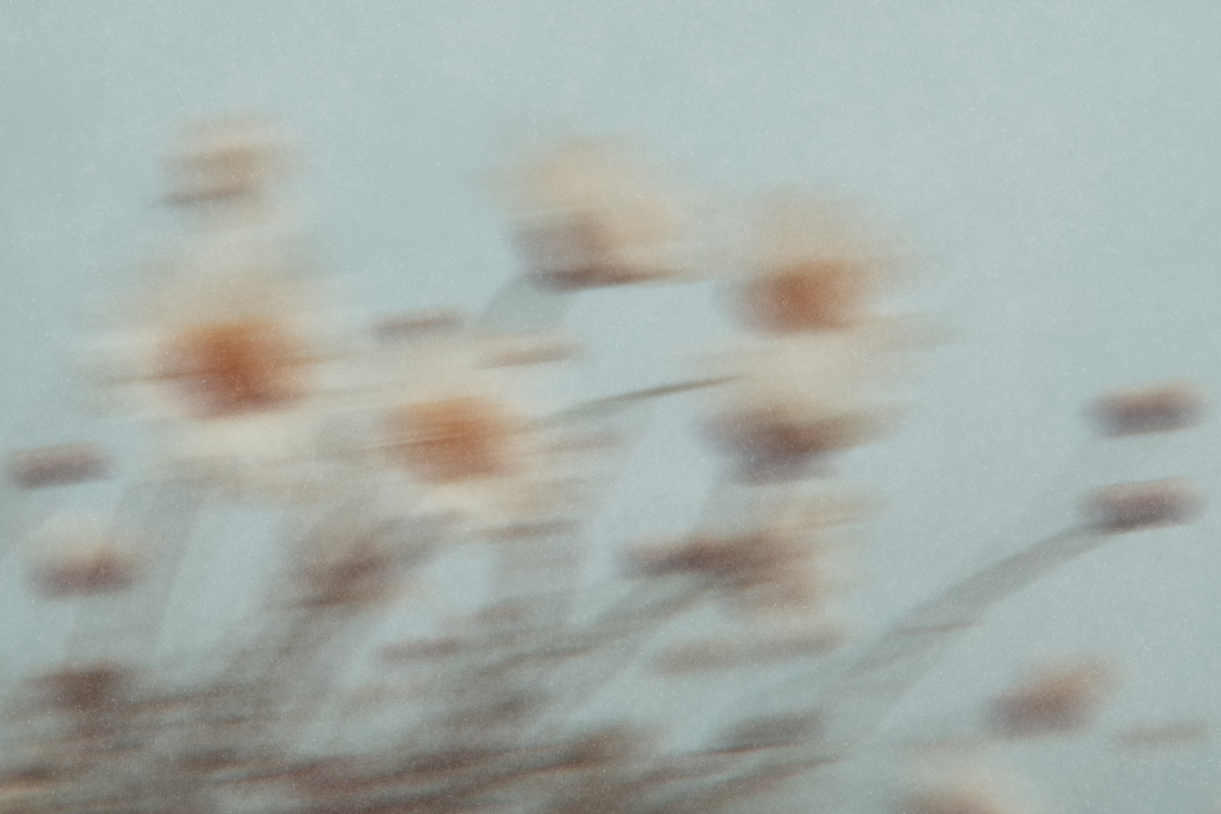 Close-up image of a surface with scattered brown, rounded objects, possibly seeds or grains, on a light background.