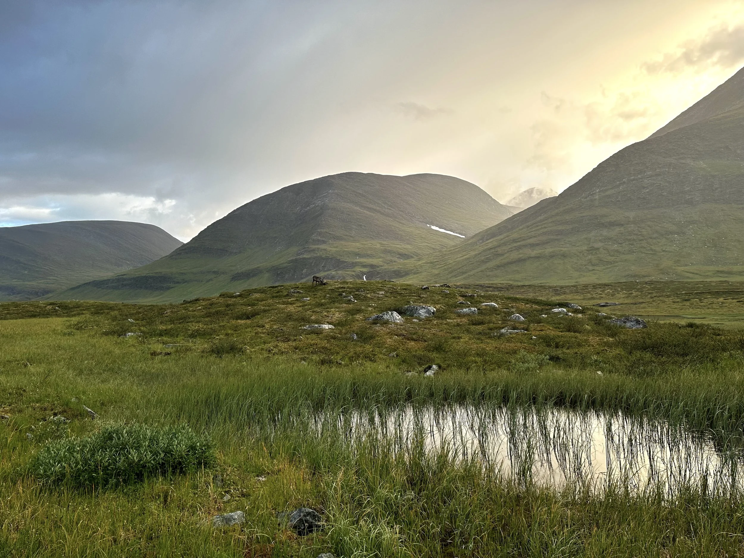 FJ CL SW (c) Sandra Gyles IMG_0592.JPG