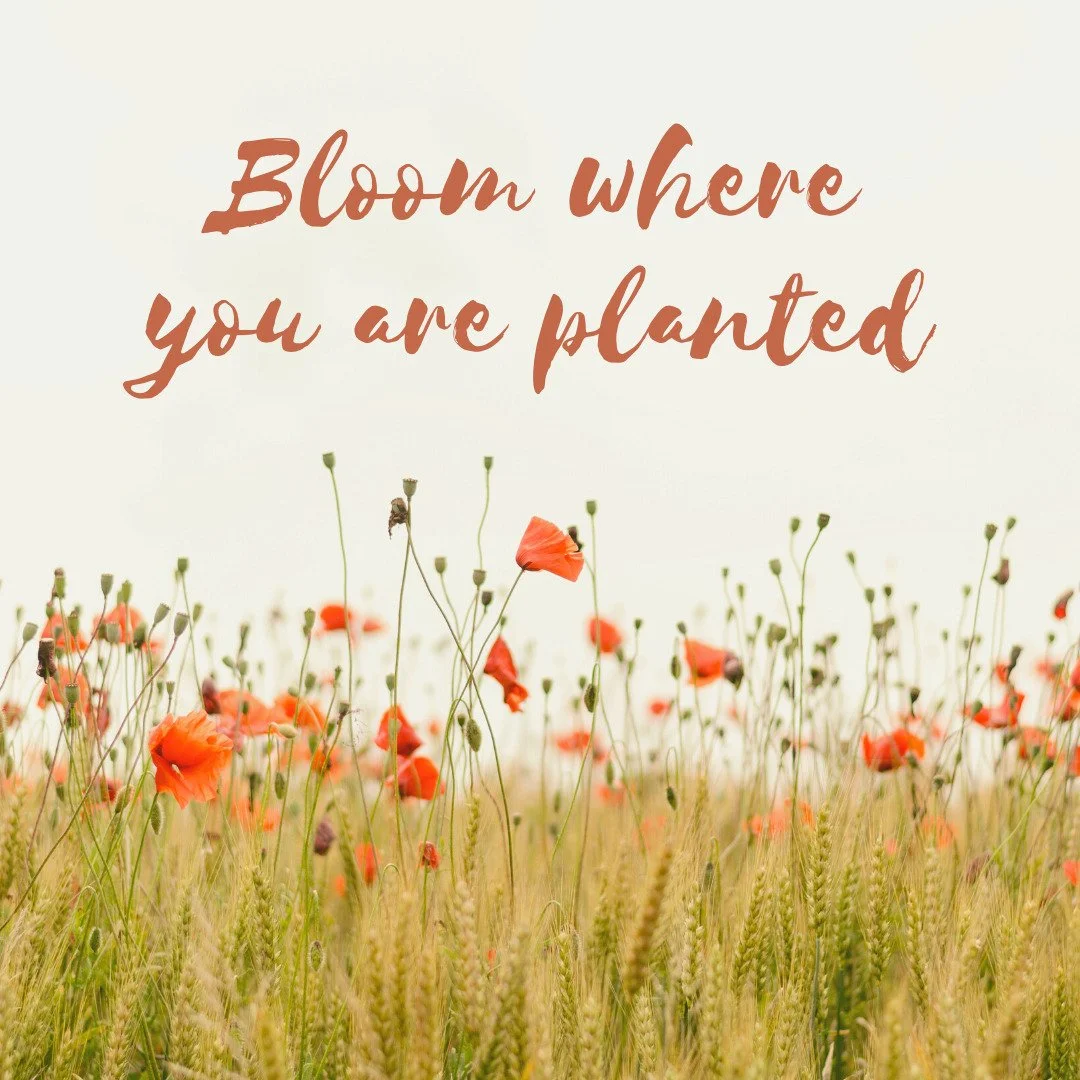 Bloom where you are planted 🌸🌺🌻