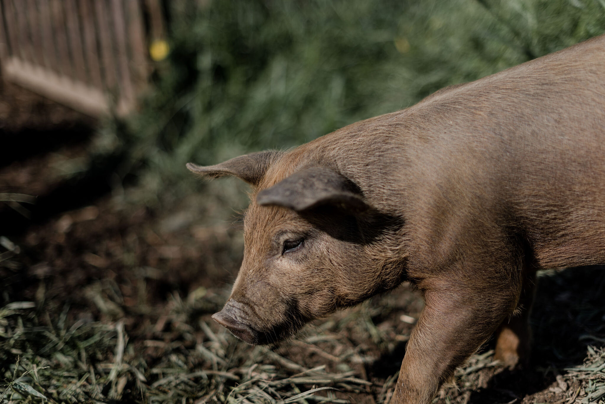 Hawthorne-Valley-Farm-2019-08-Livestock-Pigs-Cows-0105-LFB_2100.jpg