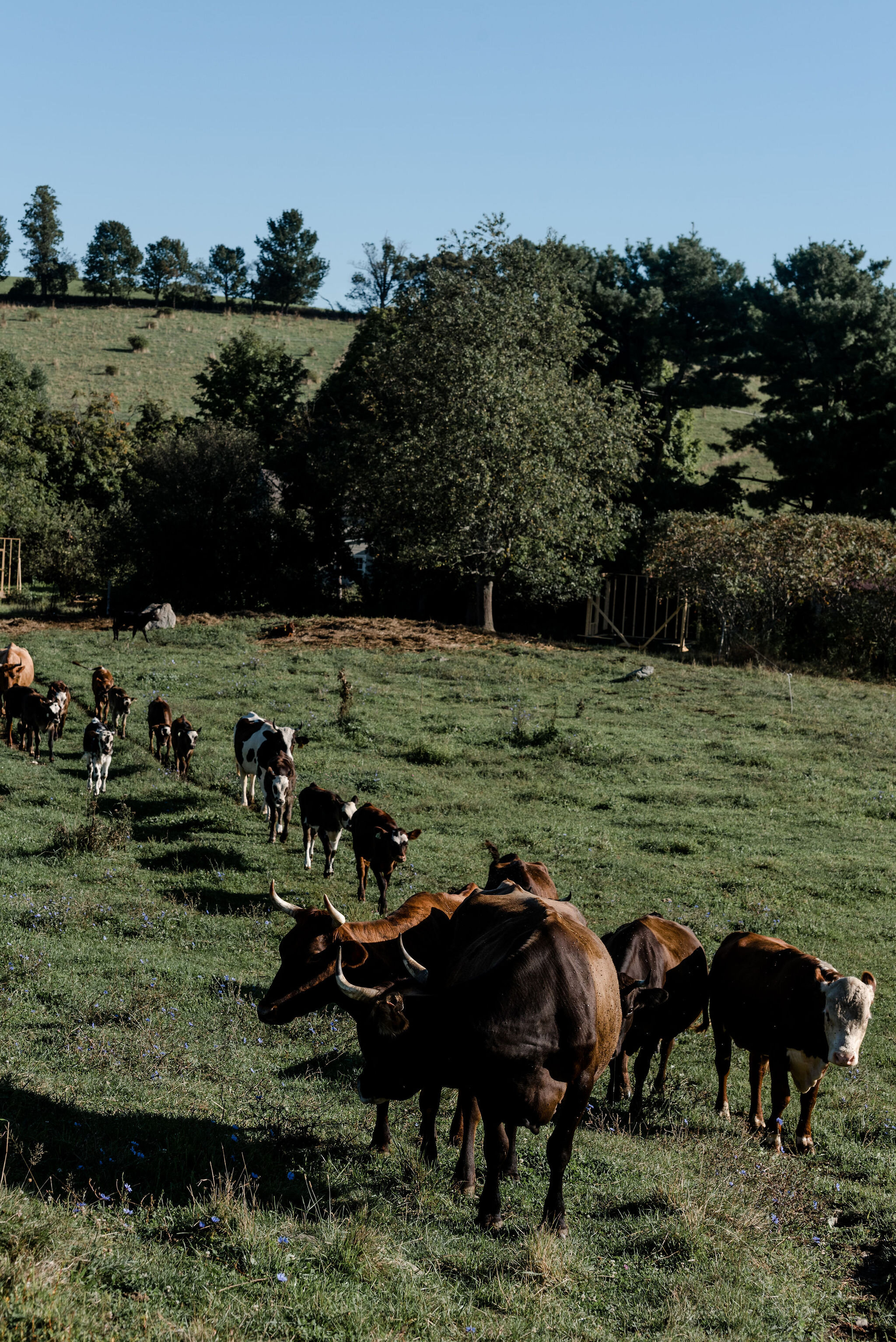 Hawthorne-Valley-Farm-2019-08-Livestock-Pigs-Cows-0010-LFB_1917.jpg
