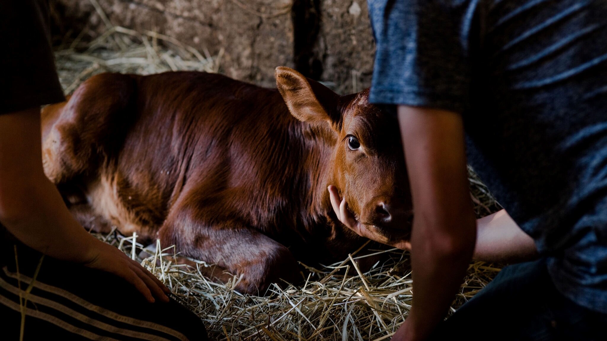 Hawthorne-Valley-Farm-2019-08-Kids-Camp-Lawrence-Braun-0328-LFB_5758.jpg