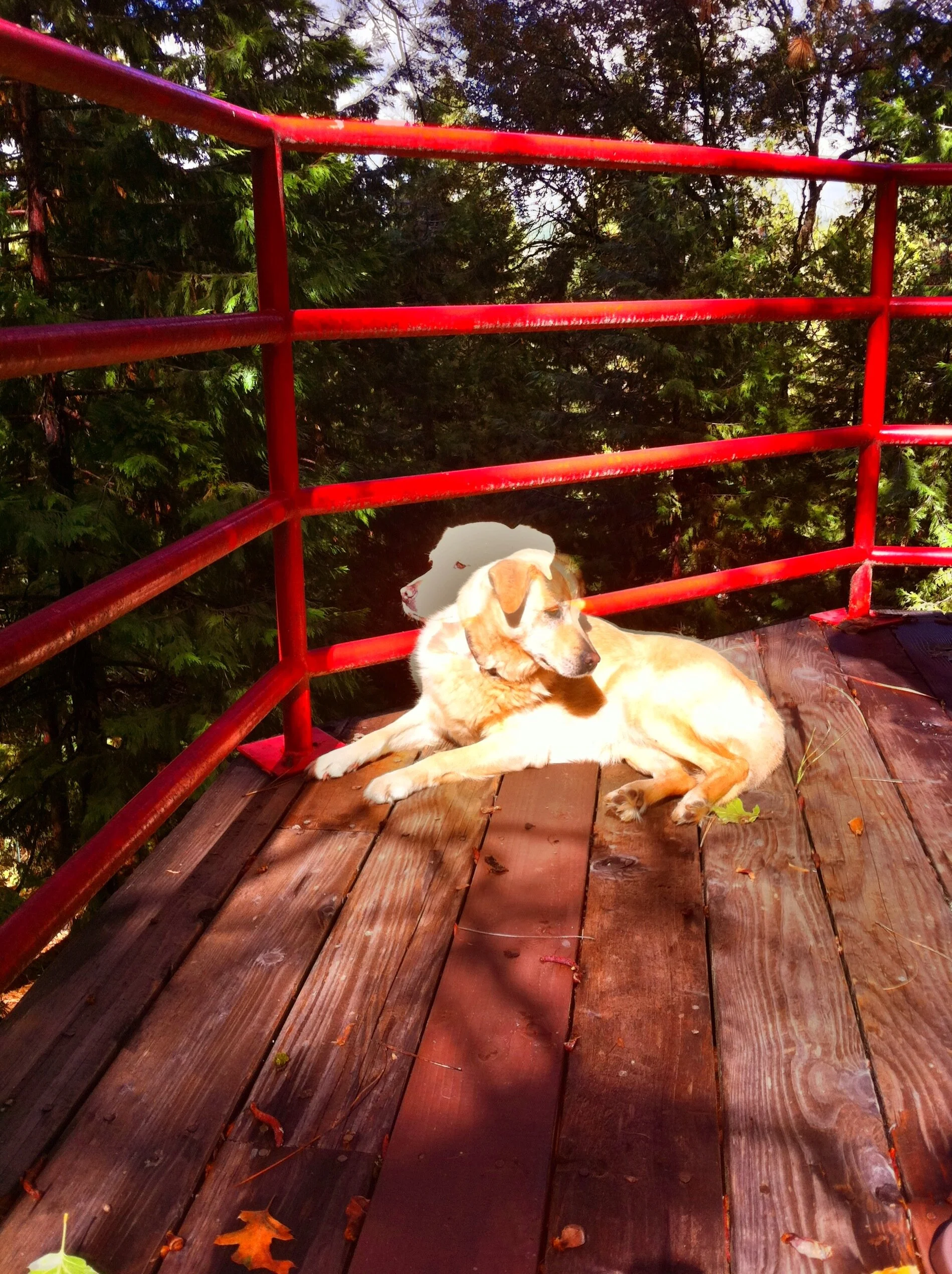 Freia was a very good dog