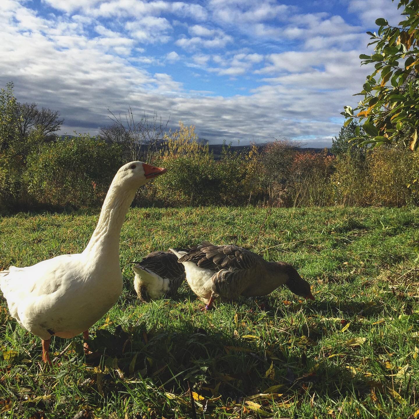 So wonderful to get a break from the rain and to see the sun. These guys have been very happy poking about in the soggy fields.
#geese #grazing #silvopasture #goosesilvopasture #permaculture #agroforestry #foodforest #forestgarden #homestead