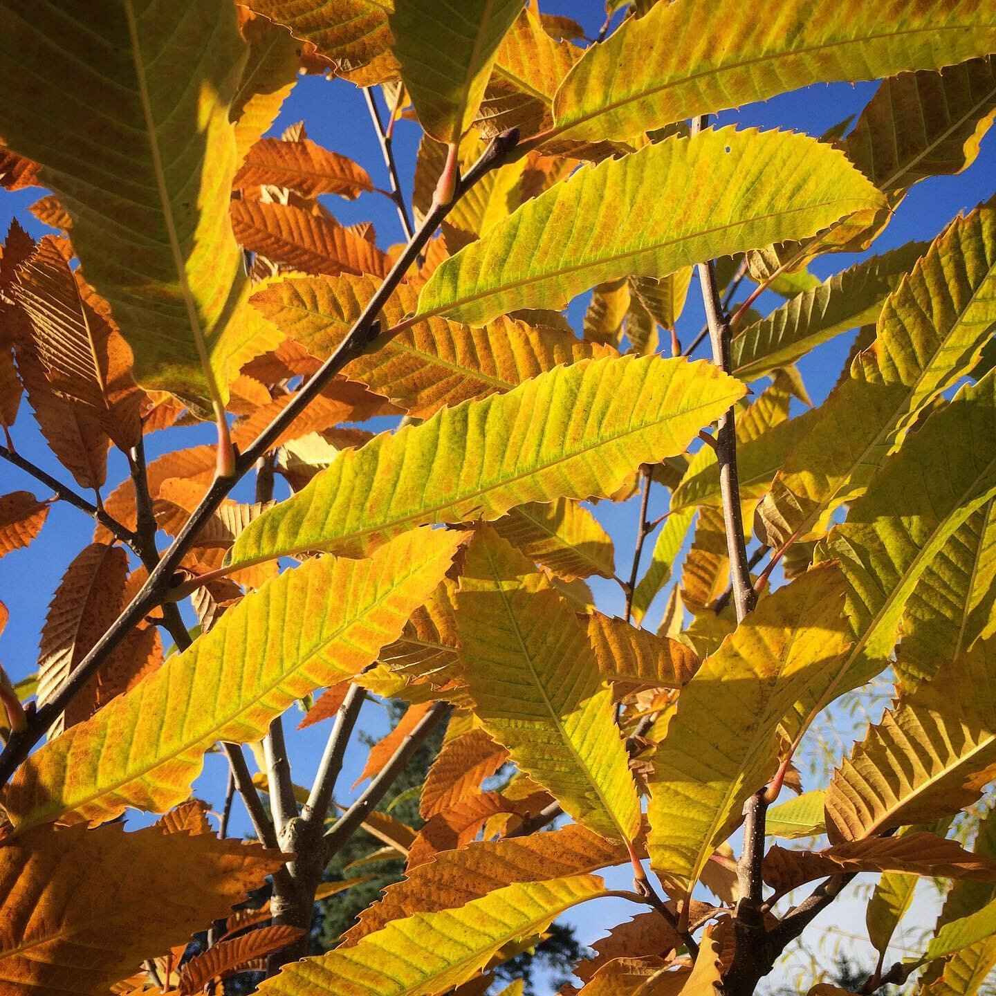 Incredible autumn colours from the sweet chestnut at the moment.
#sweetchestnut #chestnut #agroforestry #permaculture #autumncolours #foodforest #forestgarden #coppice #chestnutcoppice #scotland