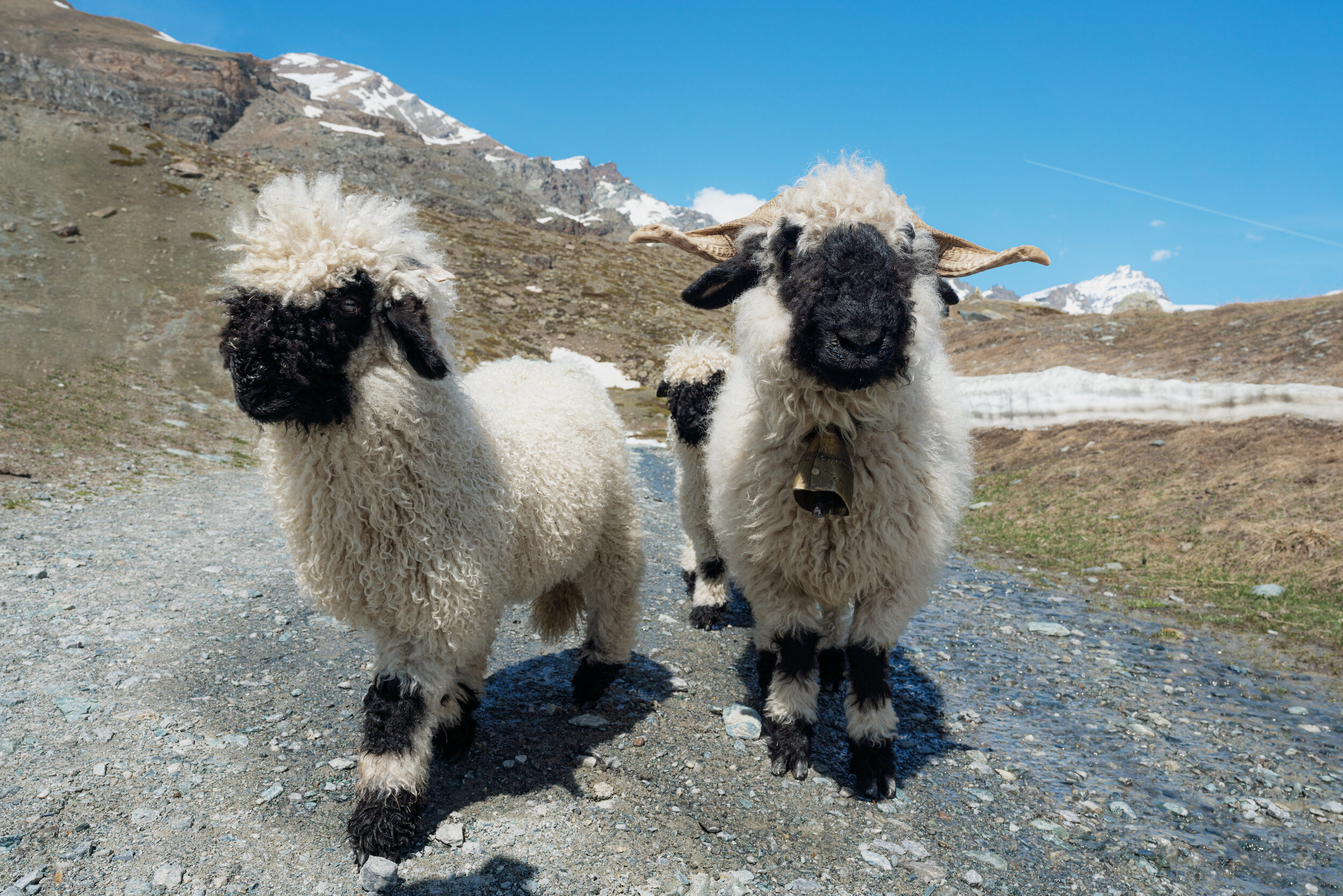 9" Valais Blacknose Sheep Aurora Miyoni 