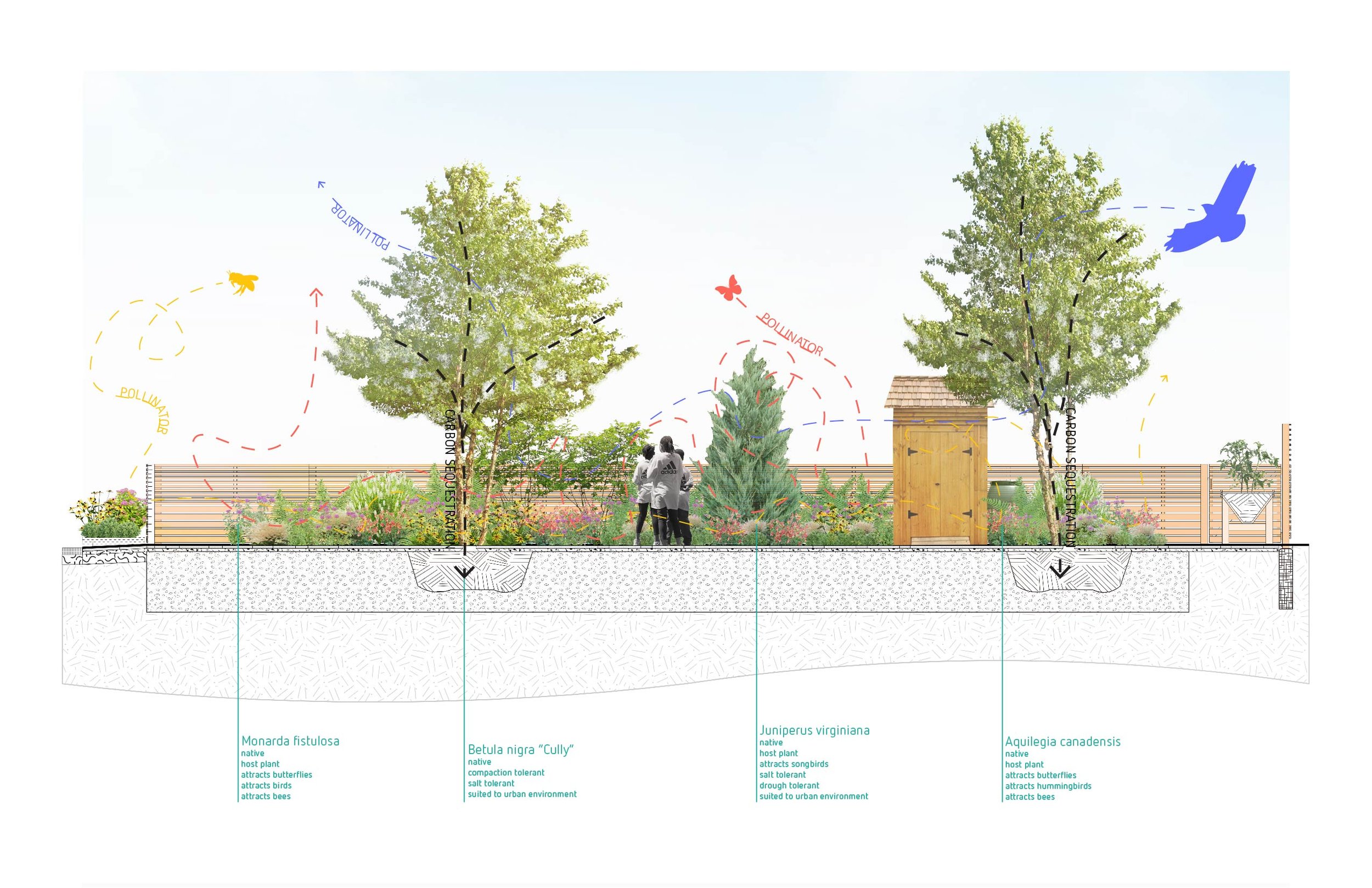 Section illustration of Barnard Place Park's Pollinator Gardens