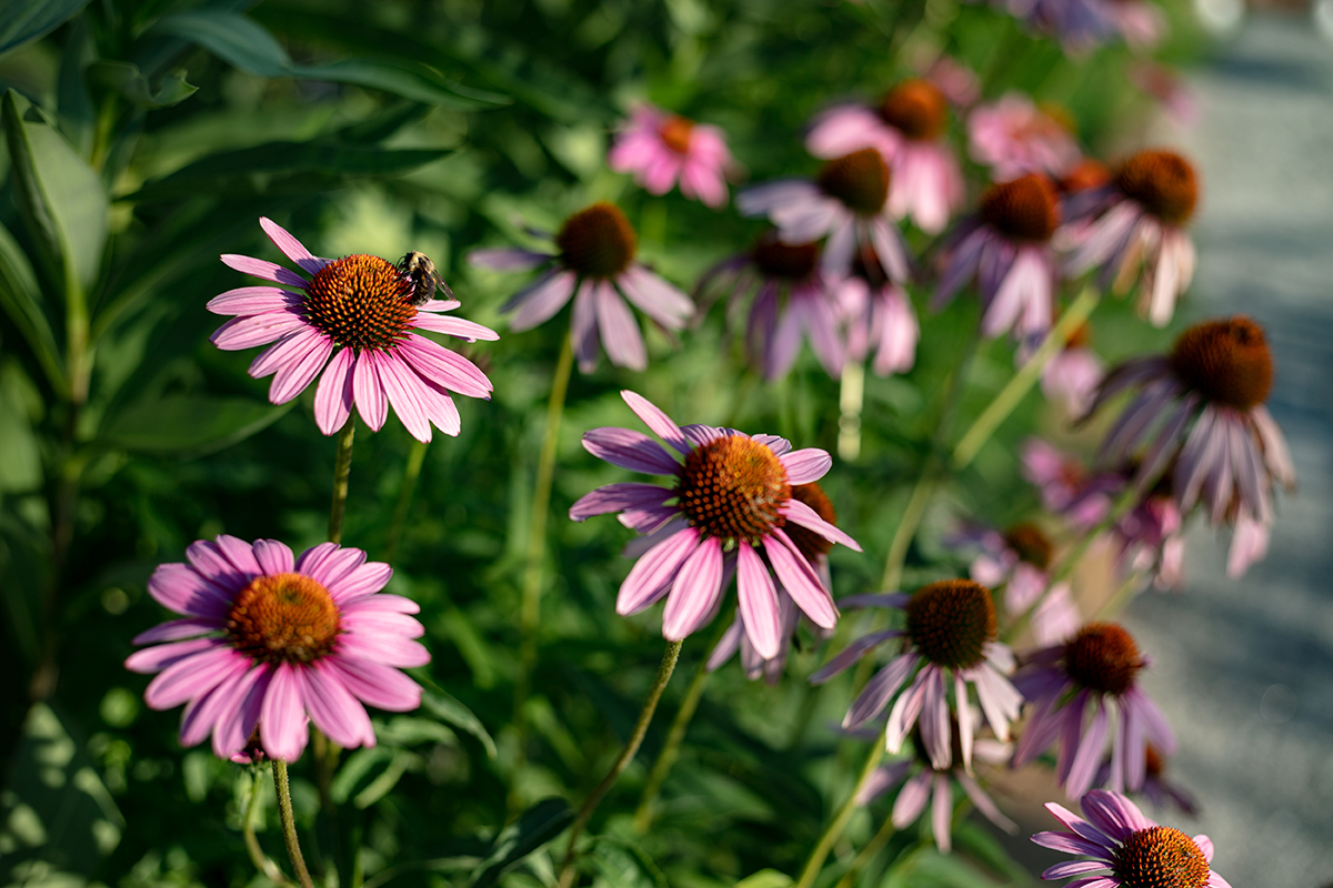 Barnard-Place-Park_echinacea-for web.png
