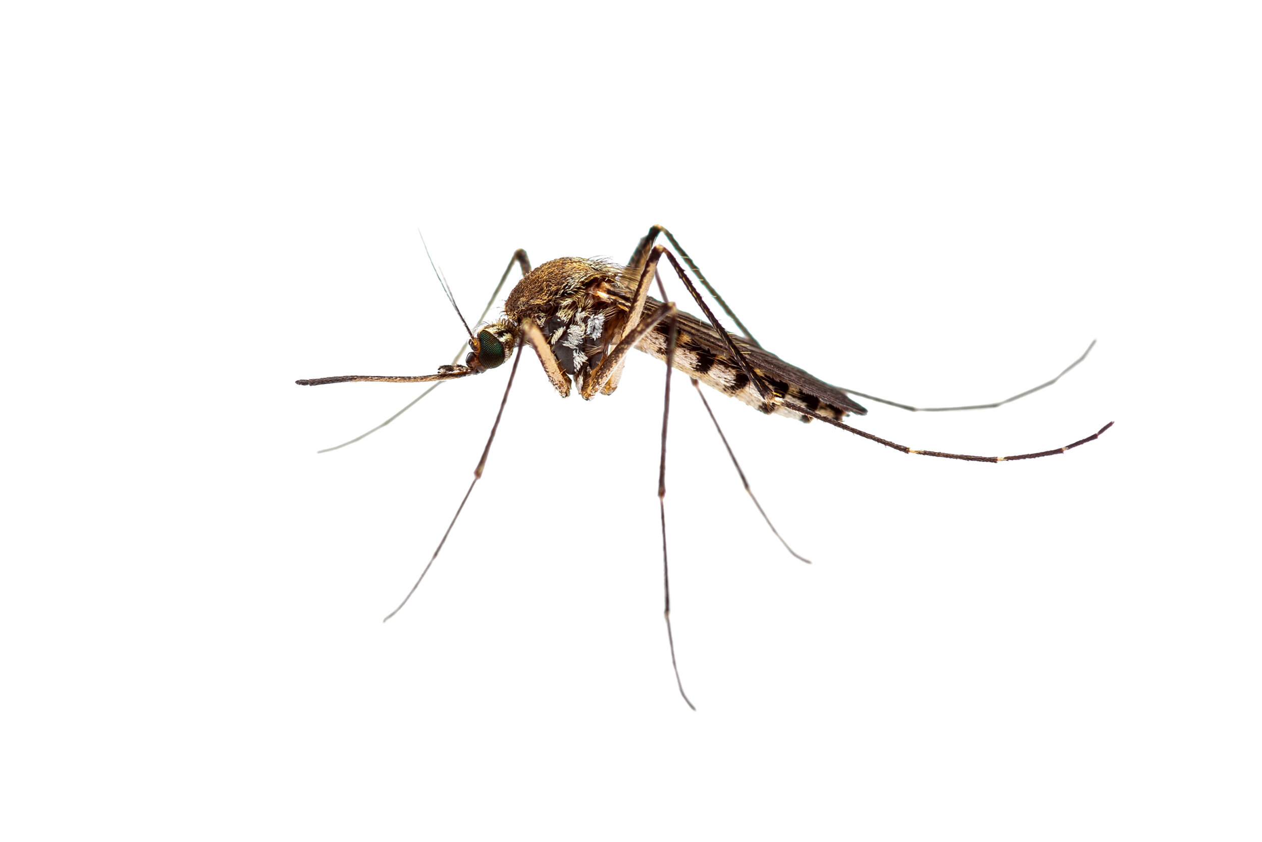 Butte County Mosquito And Vector Control District
