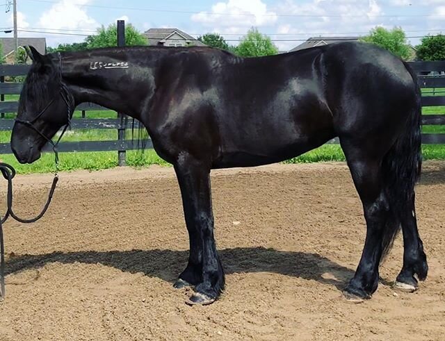 We just turned in our final progress report, and the contest is almost over. I am so happy that my hard work has paid off on conditioning her... I am still working hard to get Lady as far as I can training-wise. Please, pop over to the link in my bio