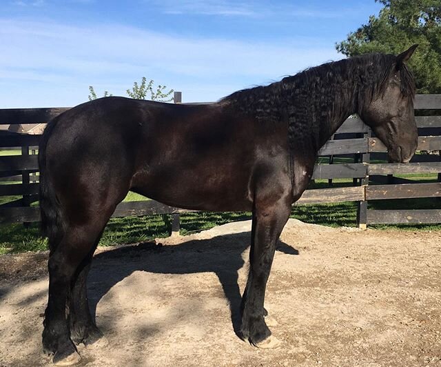 45 Day Progress Reports are in. While Lady&rsquo;s transformation may not be a dramatic as some, she has come a long way. As of our first report I couldn&rsquo;t even groom her nor get her to stand for her pictures, as is evident by the photos.  This