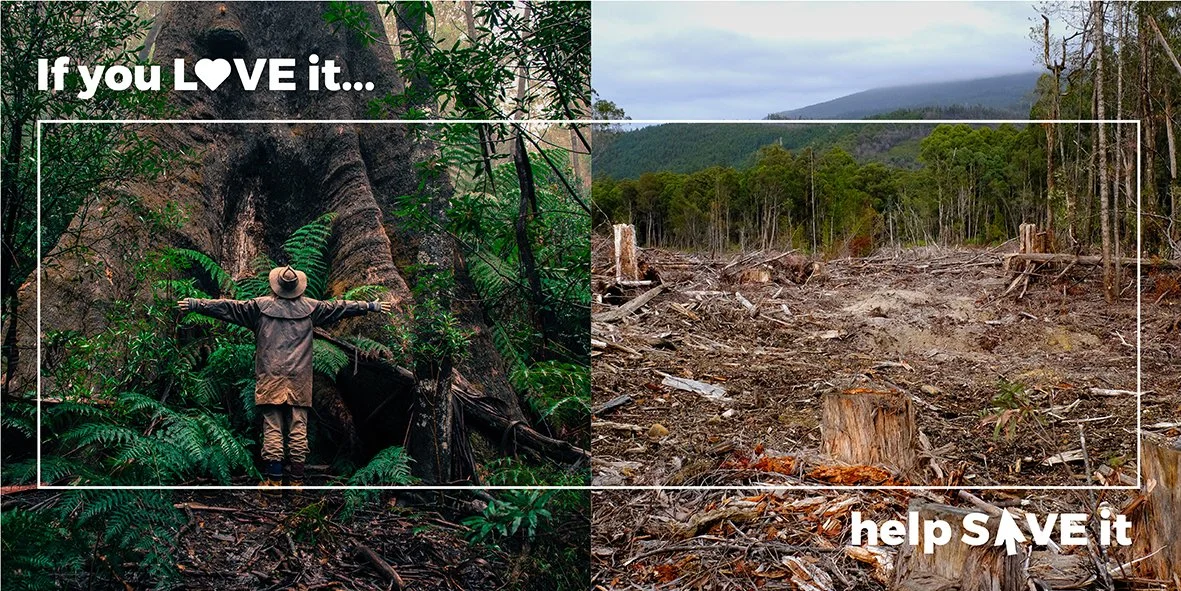 Image example for rainforests