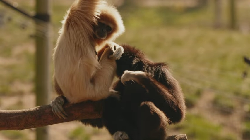 L Gibbons 2.png