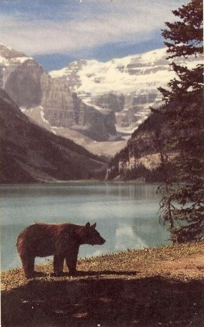 A bear standing on the ground near a mountain lake, with snowy peaks and pine trees in the background.